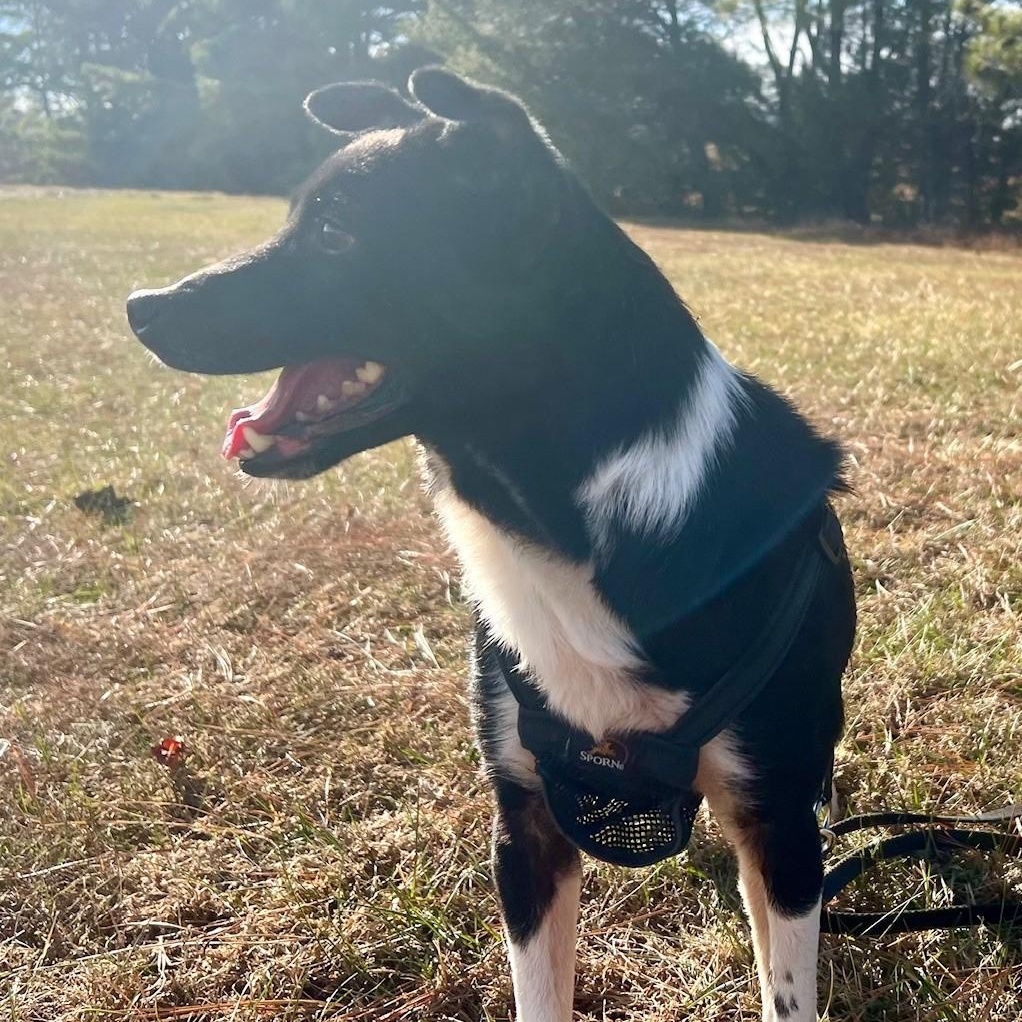 Houdini, a Adoptable mixed breed in Edinburg, VA image 1/5