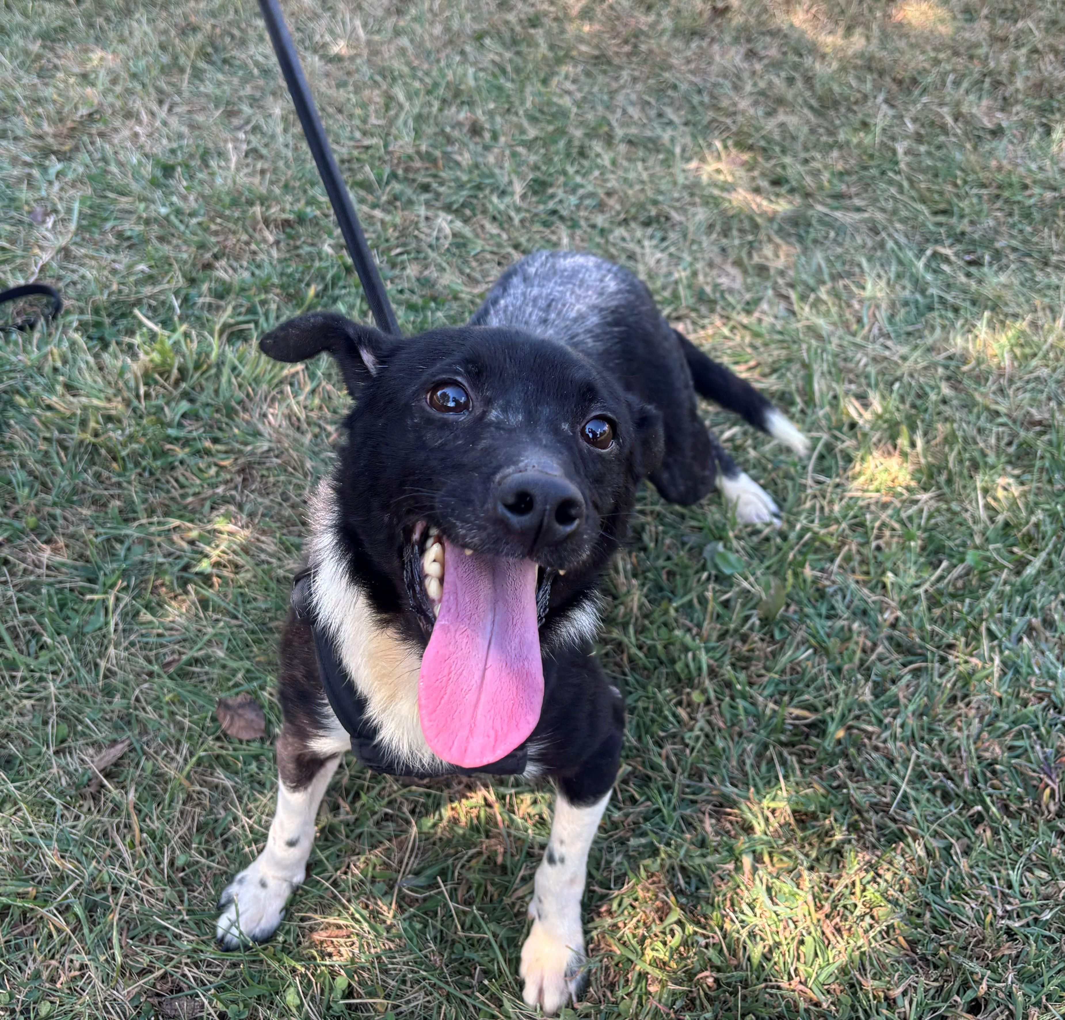 Enlarge Houdini, a Adoptable mixed breed in Edinburg, VA image 2/6