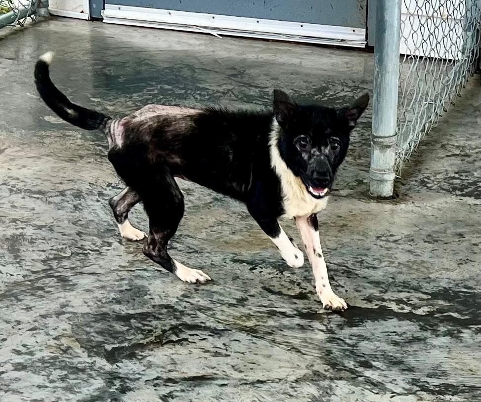 Enlarge Houdini, a Adoptable mixed breed in Edinburg, VA image 3/6