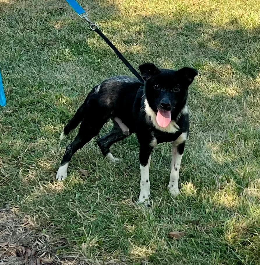 Enlarge Houdini, a Adoptable mixed breed in Edinburg, VA image 4/6