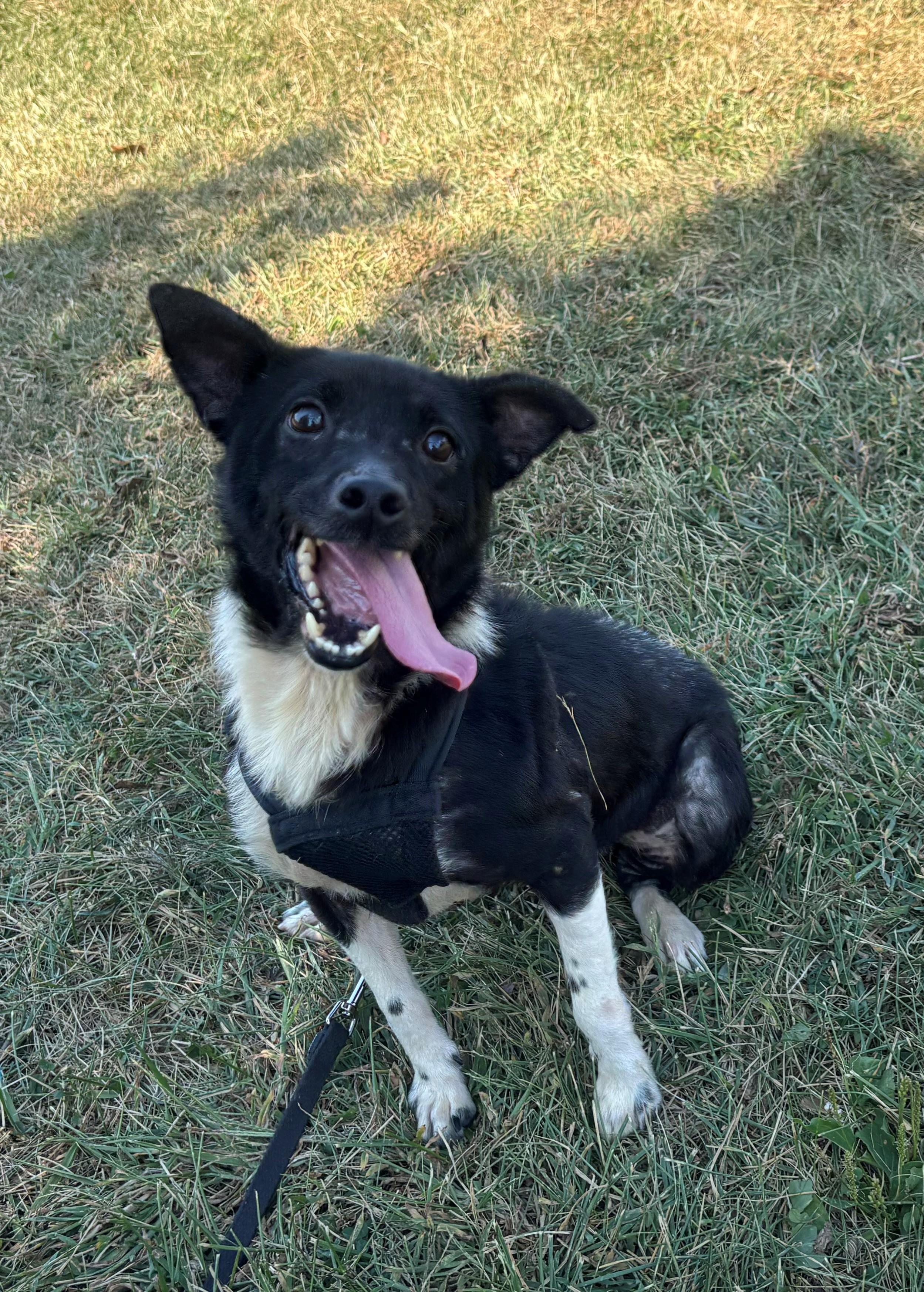 Enlarge Houdini, a Adoptable mixed breed in Edinburg, VA image 1/6