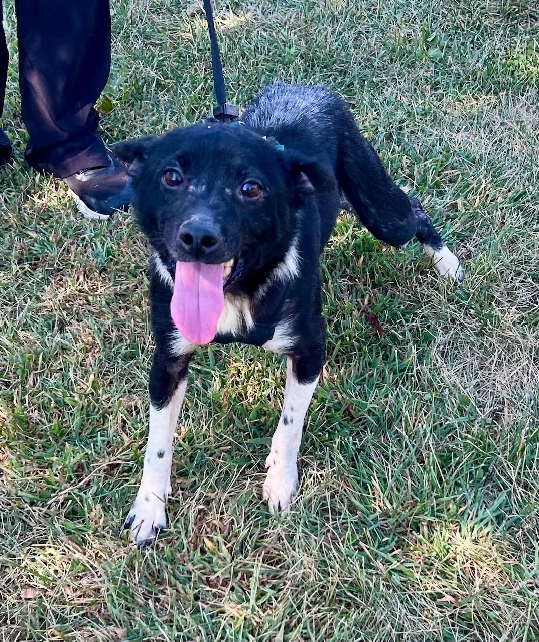 Enlarge Houdini, a Adoptable mixed breed in Edinburg, VA image 5/6