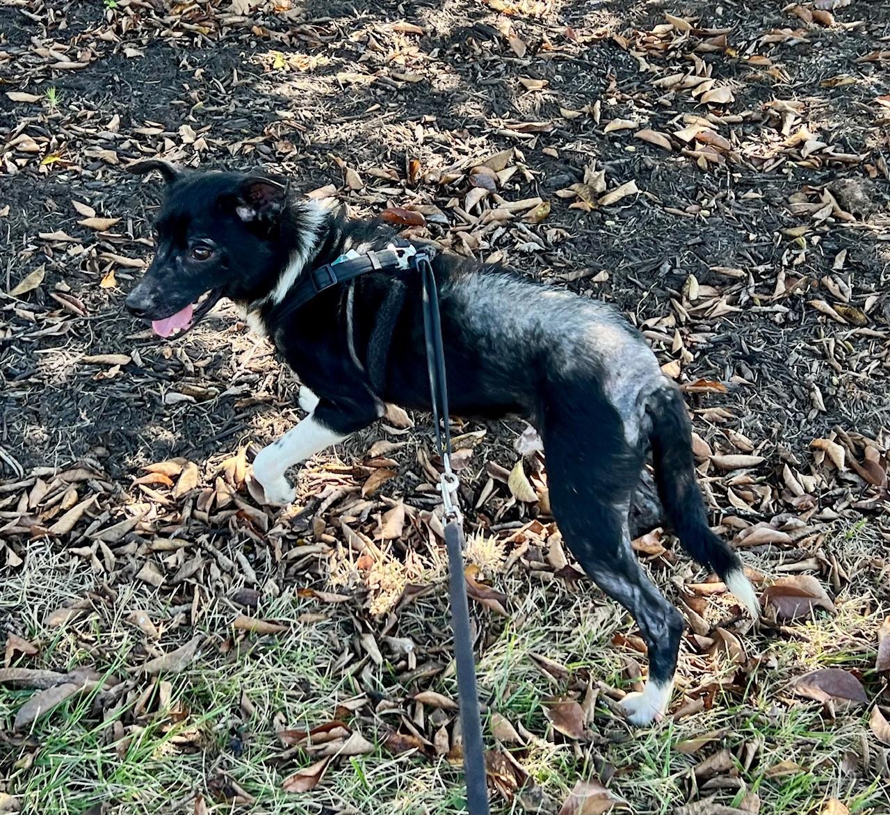 Enlarge Houdini, a Adoptable mixed breed in Edinburg, VA image 6/6