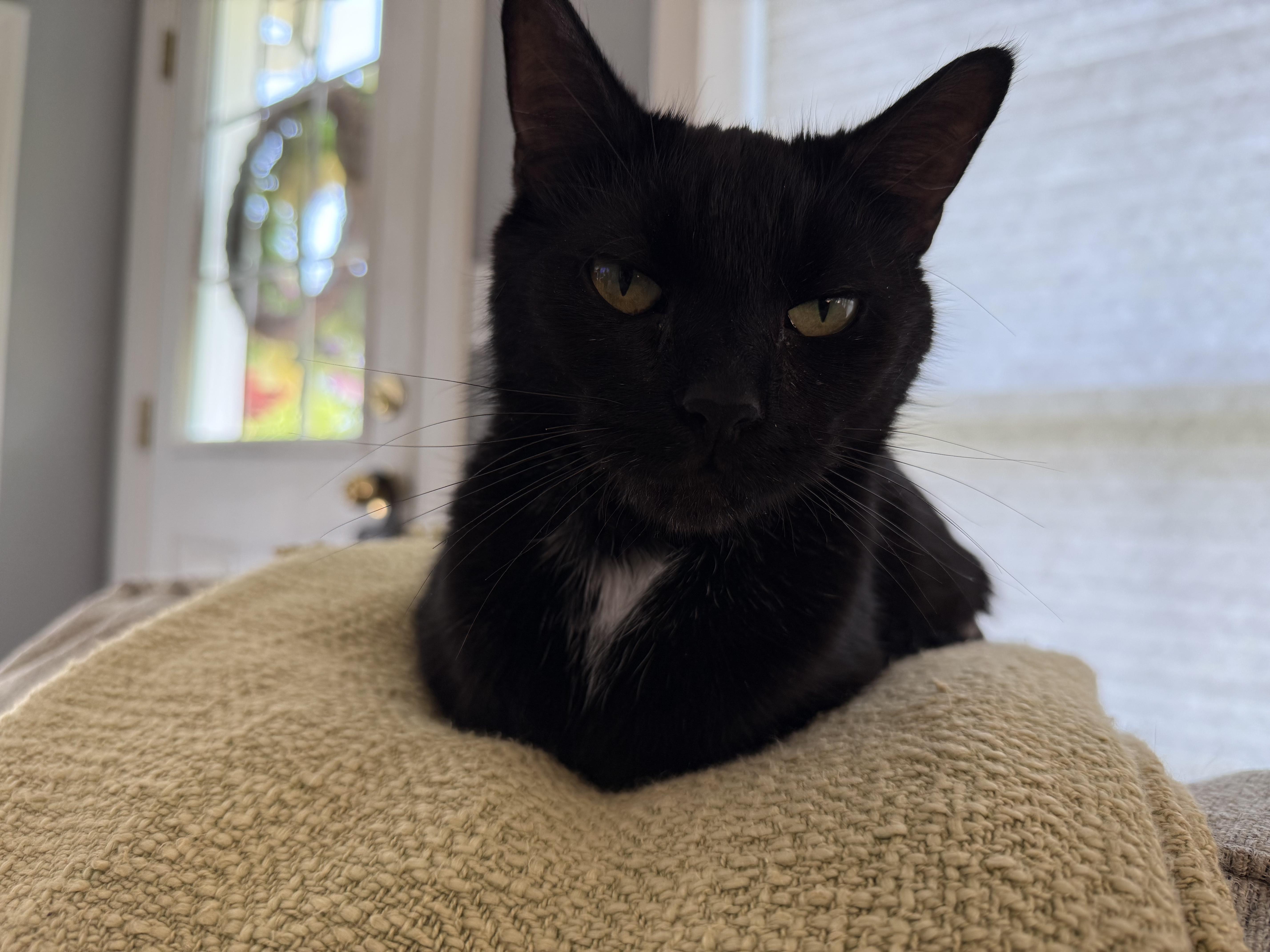 Enlarge Betsy, a ADOPTABLE mixed breed in Southington, CT image 4/6