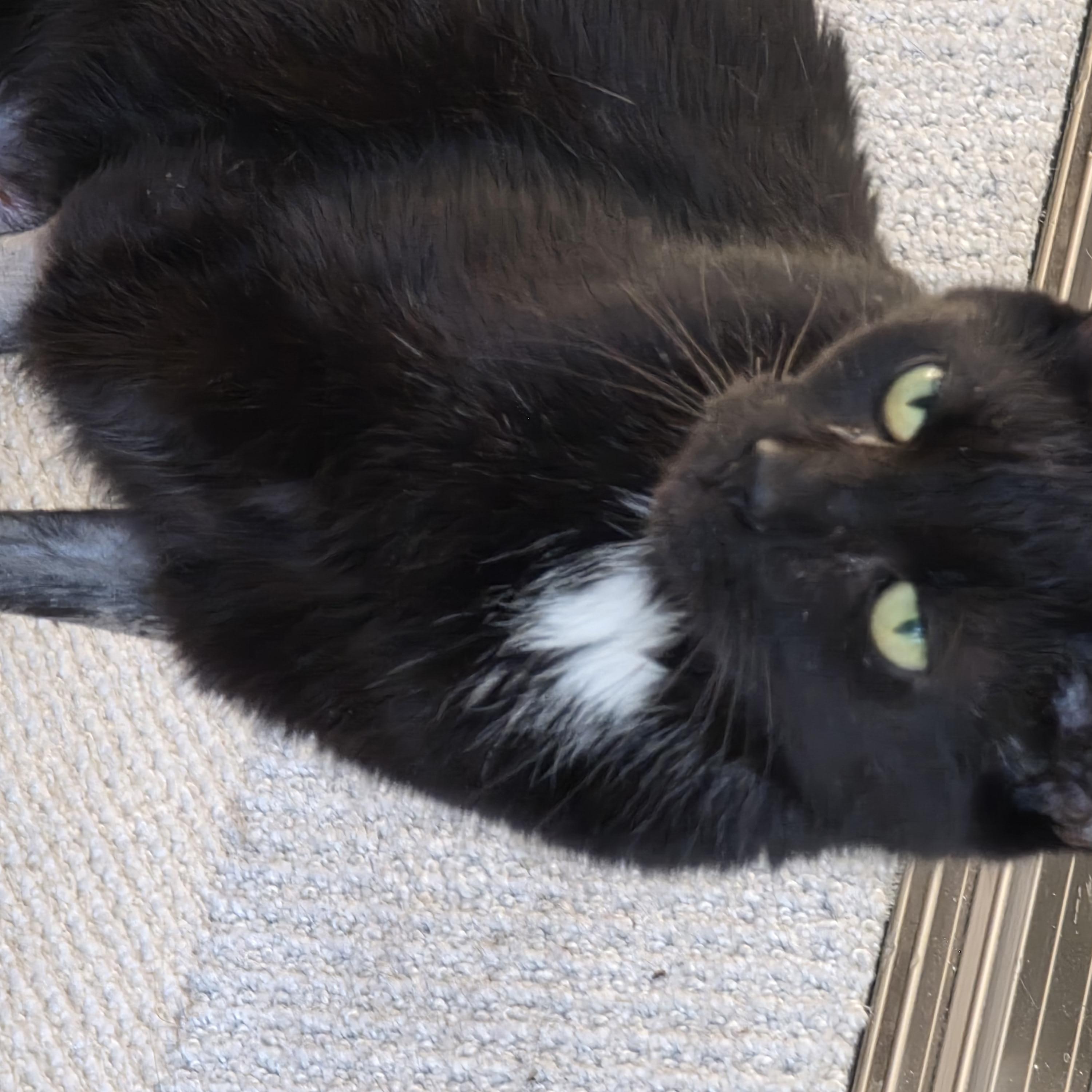 Enlarge Betsy, a ADOPTABLE mixed breed in Southington, CT image 2/6