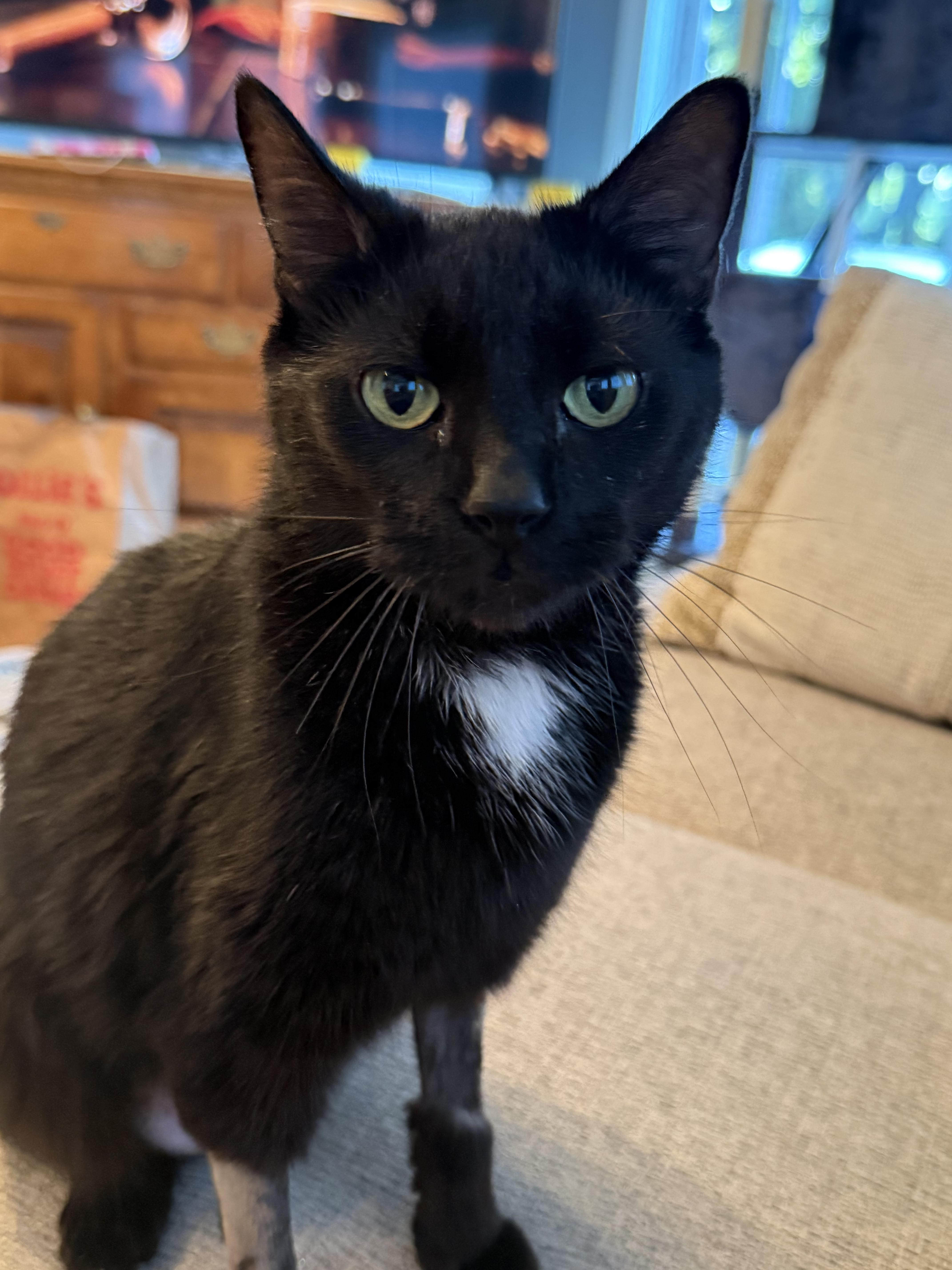 Betsy, ADOPTABLE, Young Female Domestic Short Hair.