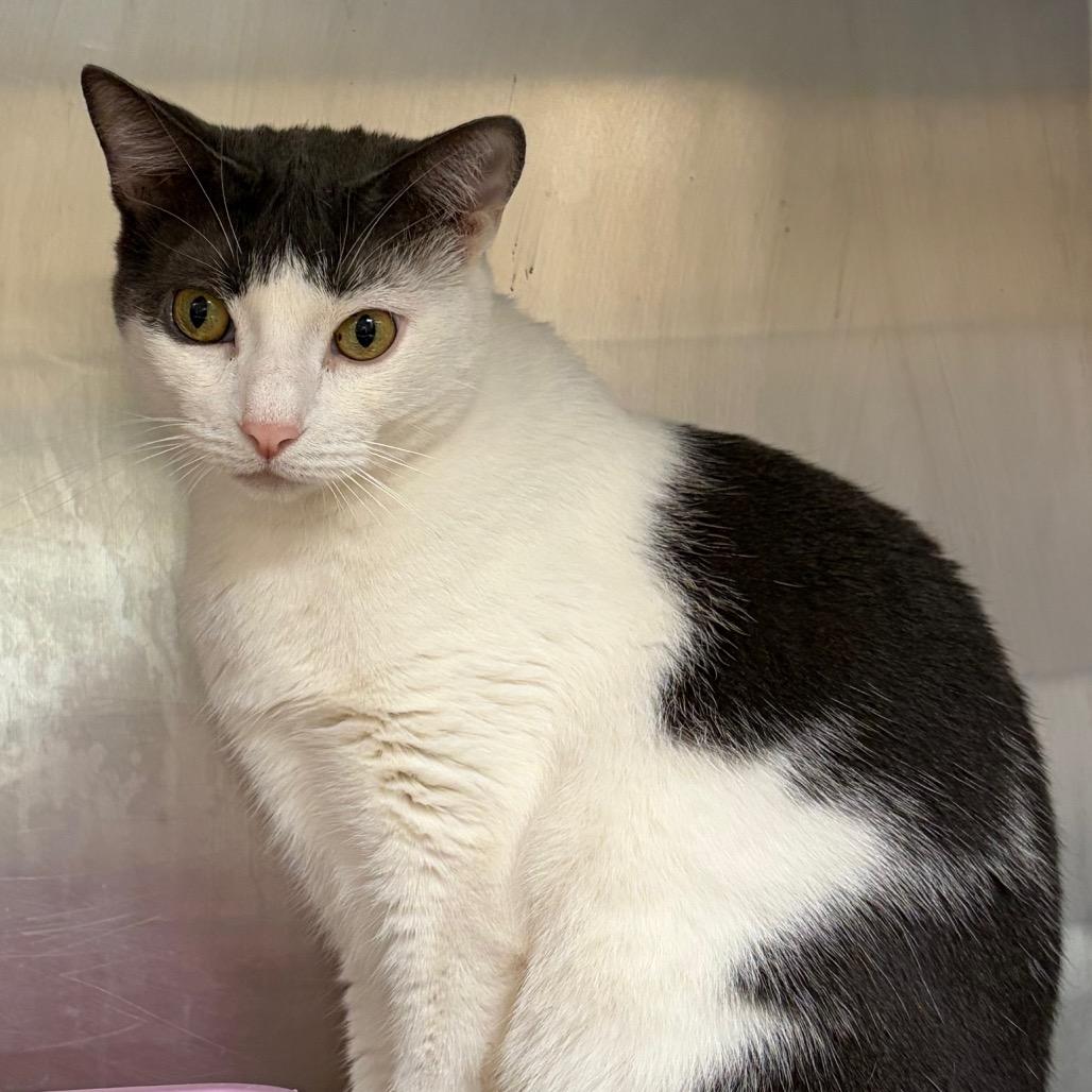 Enlarge Milkshake (Milo), a Adoptable mixed breed in Ashtabula, OH image 1/3