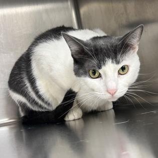 Enlarge Milkshake (Milo), a Adoptable mixed breed in Ashtabula, OH image 2/3