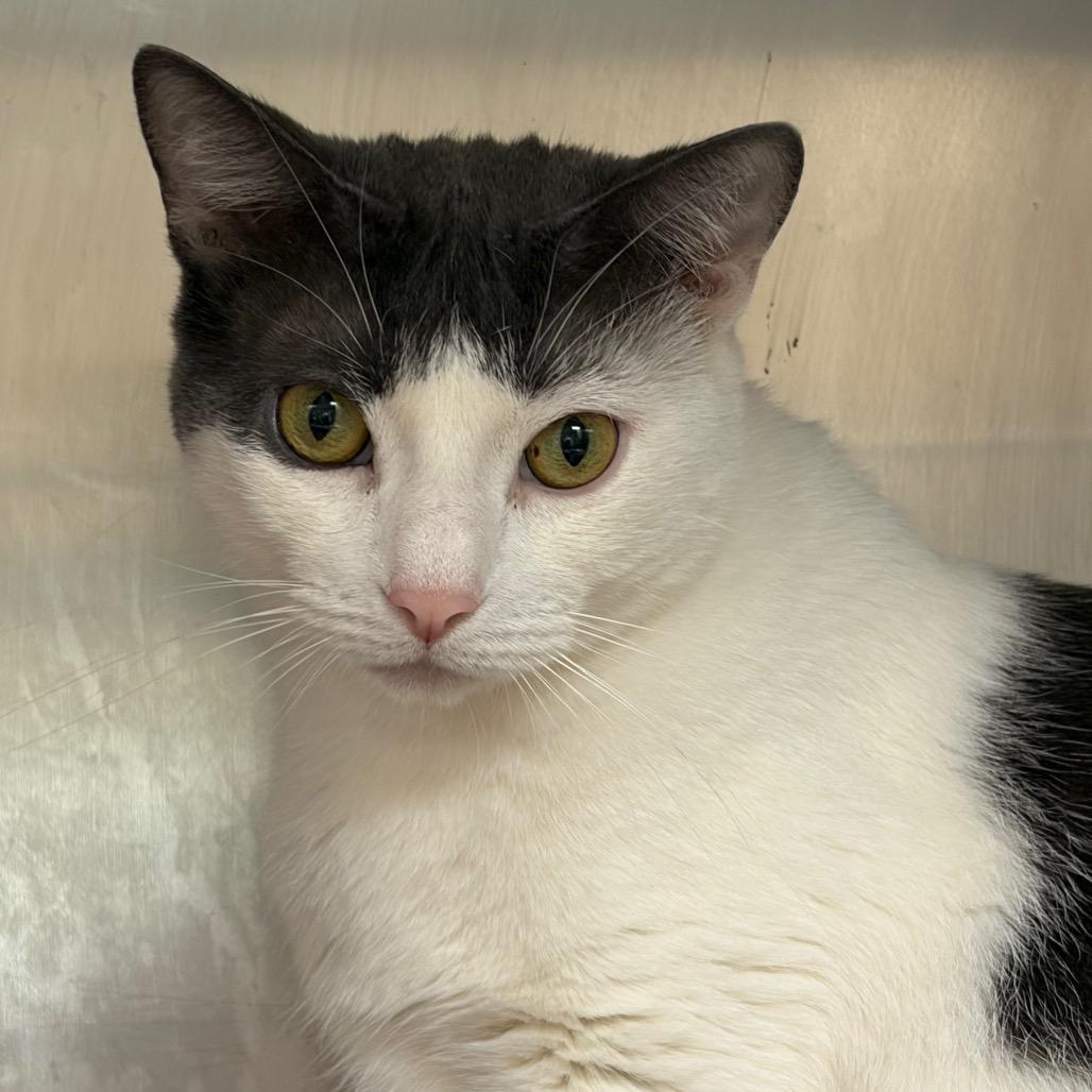 Enlarge Milkshake (Milo), a Adoptable mixed breed in Ashtabula, OH image 3/3