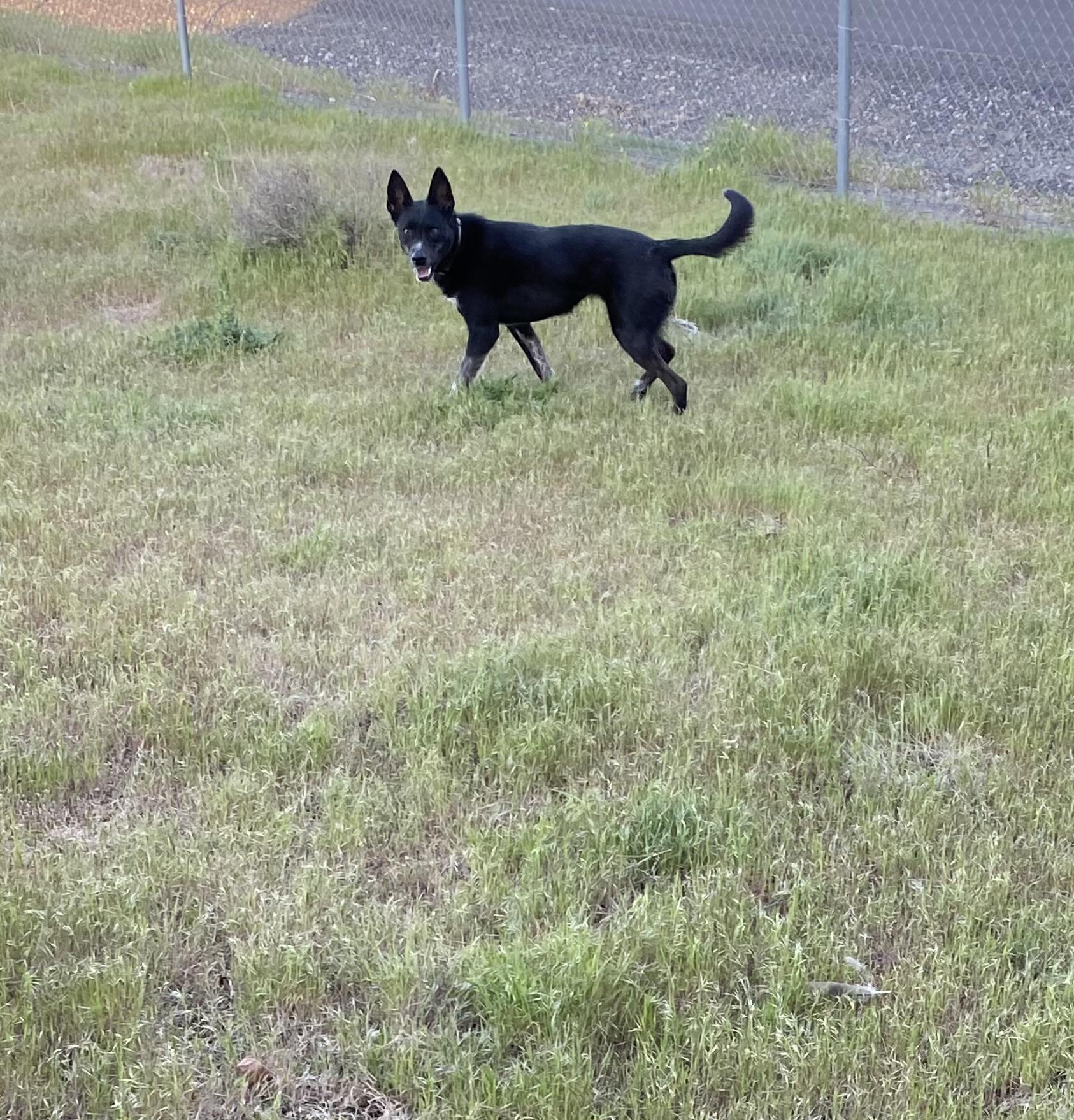 Enlarge Josie, an adoptable mixed breed in Pasco, WA image 5/6