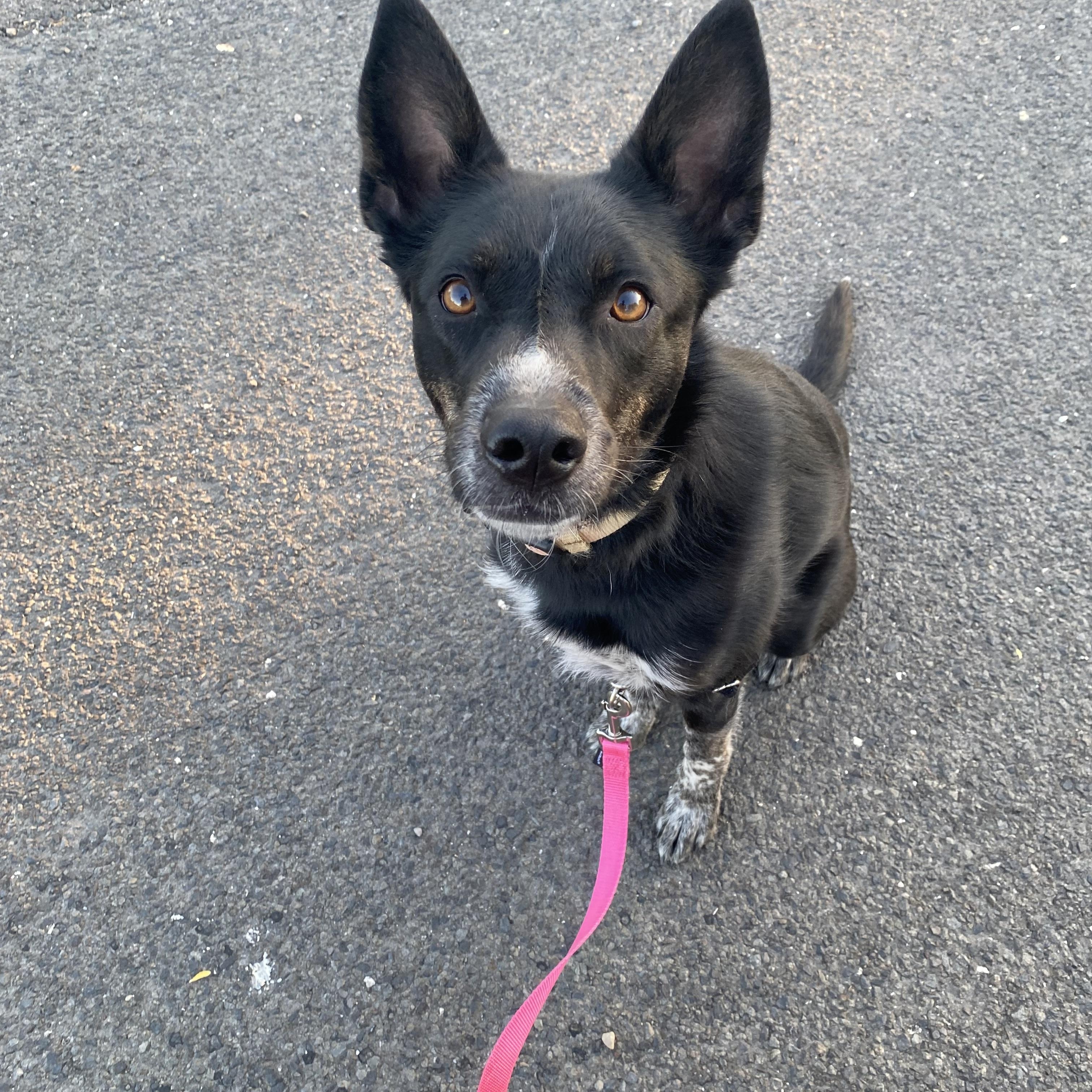 Josie, adoptable, Young Female Border Collie & Australian Cattle Dog / Blue Heeler.