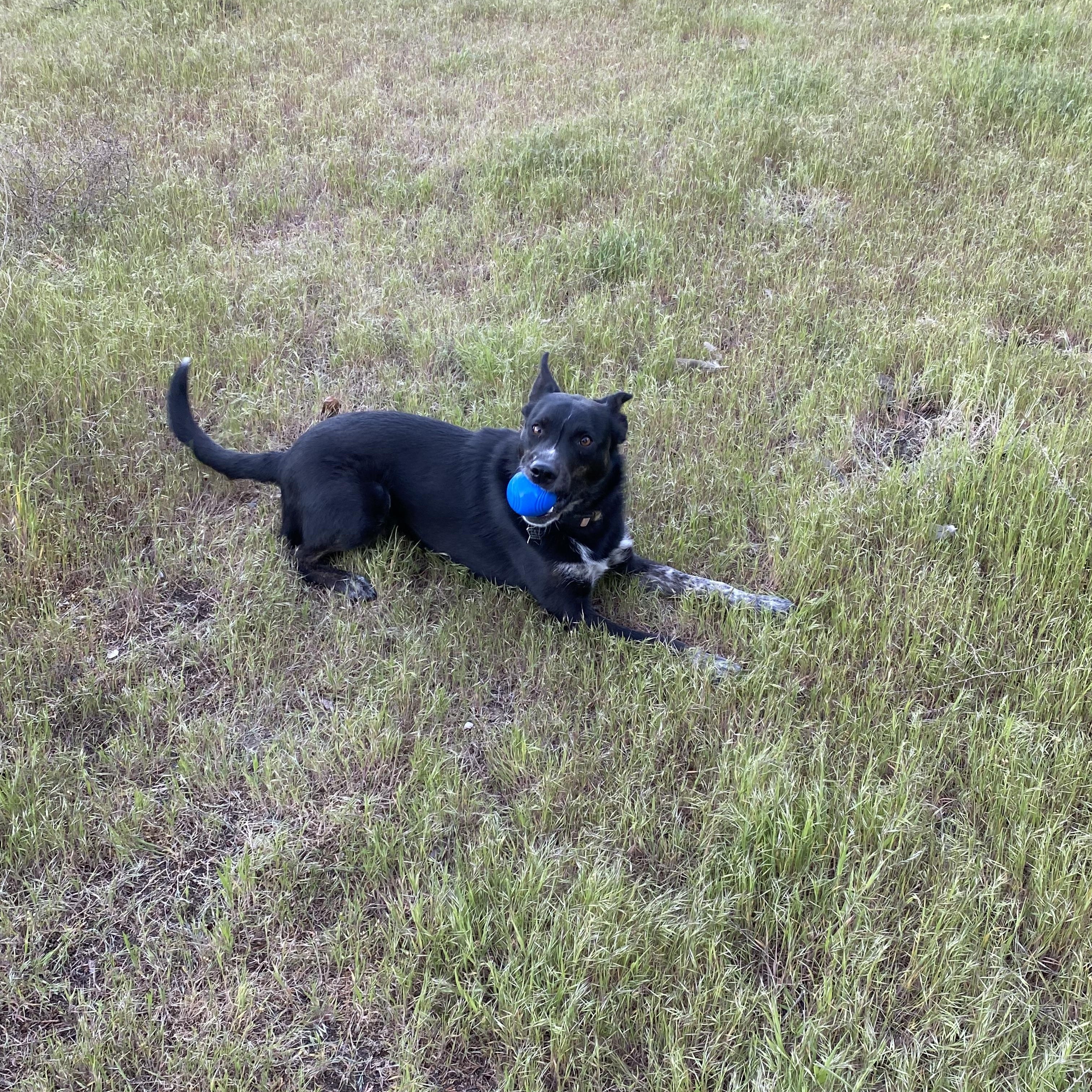 Enlarge Josie, an adoptable mixed breed in Pasco, WA image 1/6