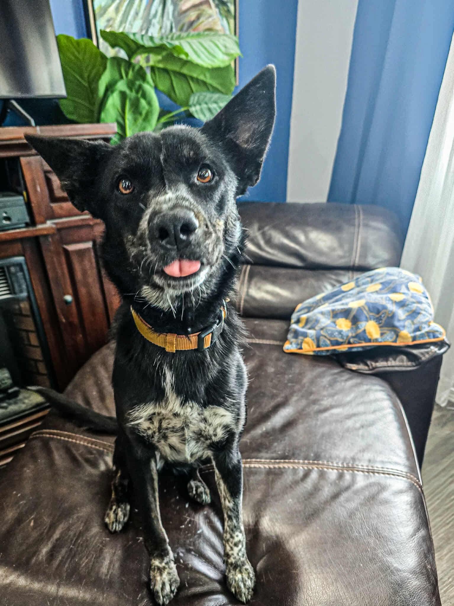 Josie