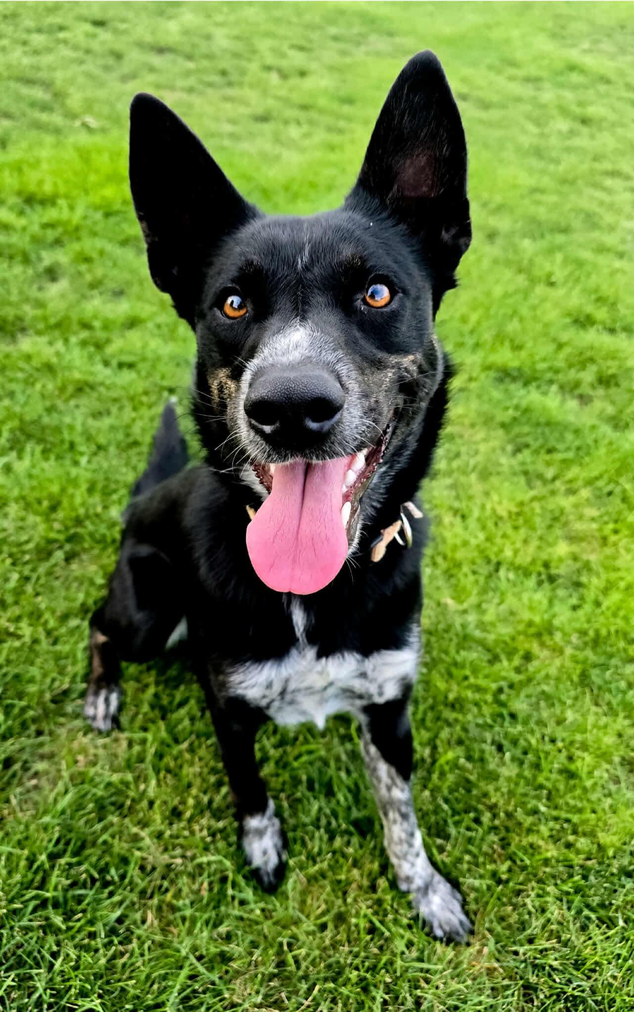 Enlarge Josie, an adoptable mixed breed in Pasco, WA image 1/6