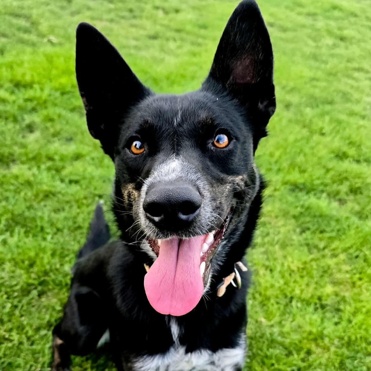 Enlarge Josie, an adoptable mixed breed in Pasco, WA image 1/6