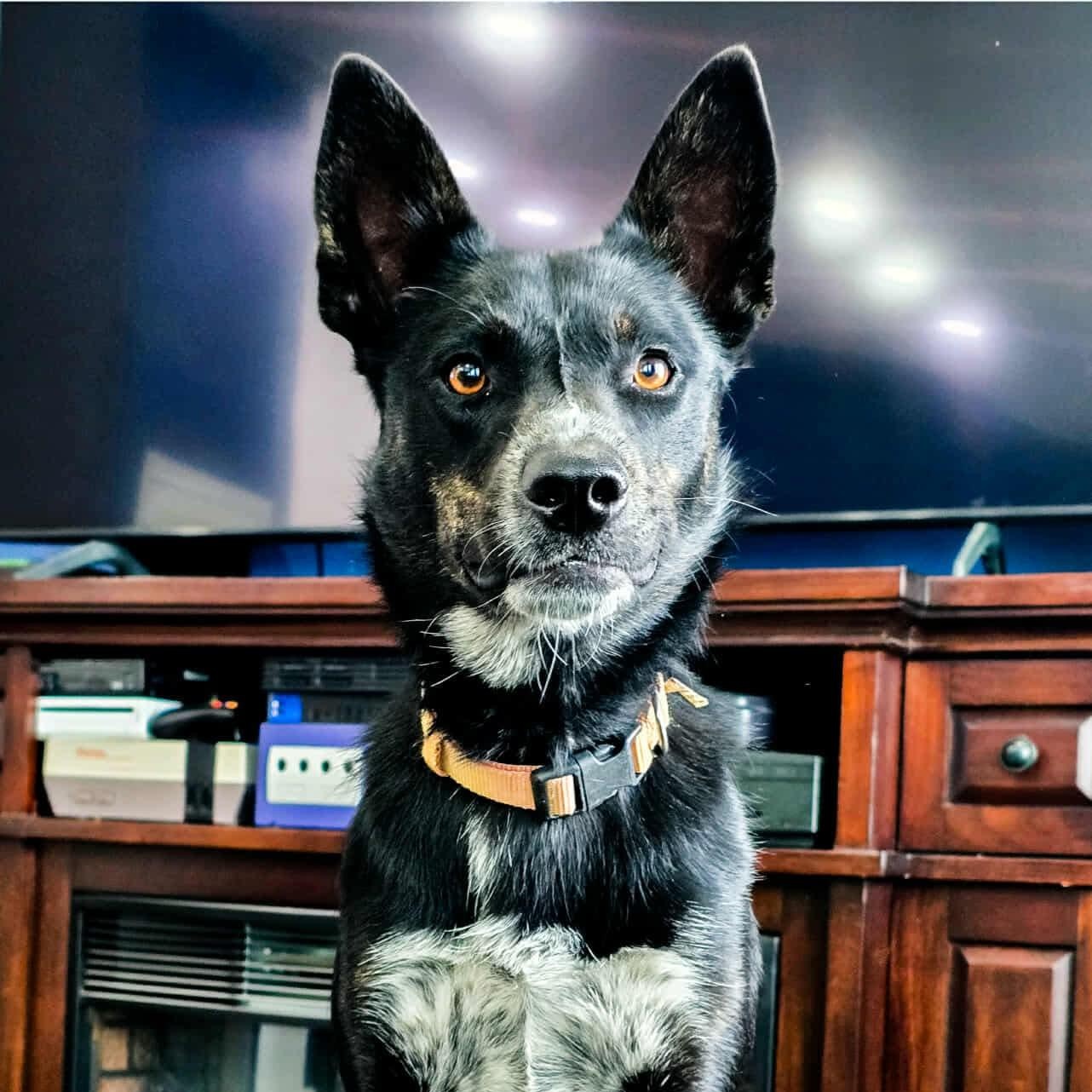 Enlarge Josie, an adoptable mixed breed in Pasco, WA image 5/6