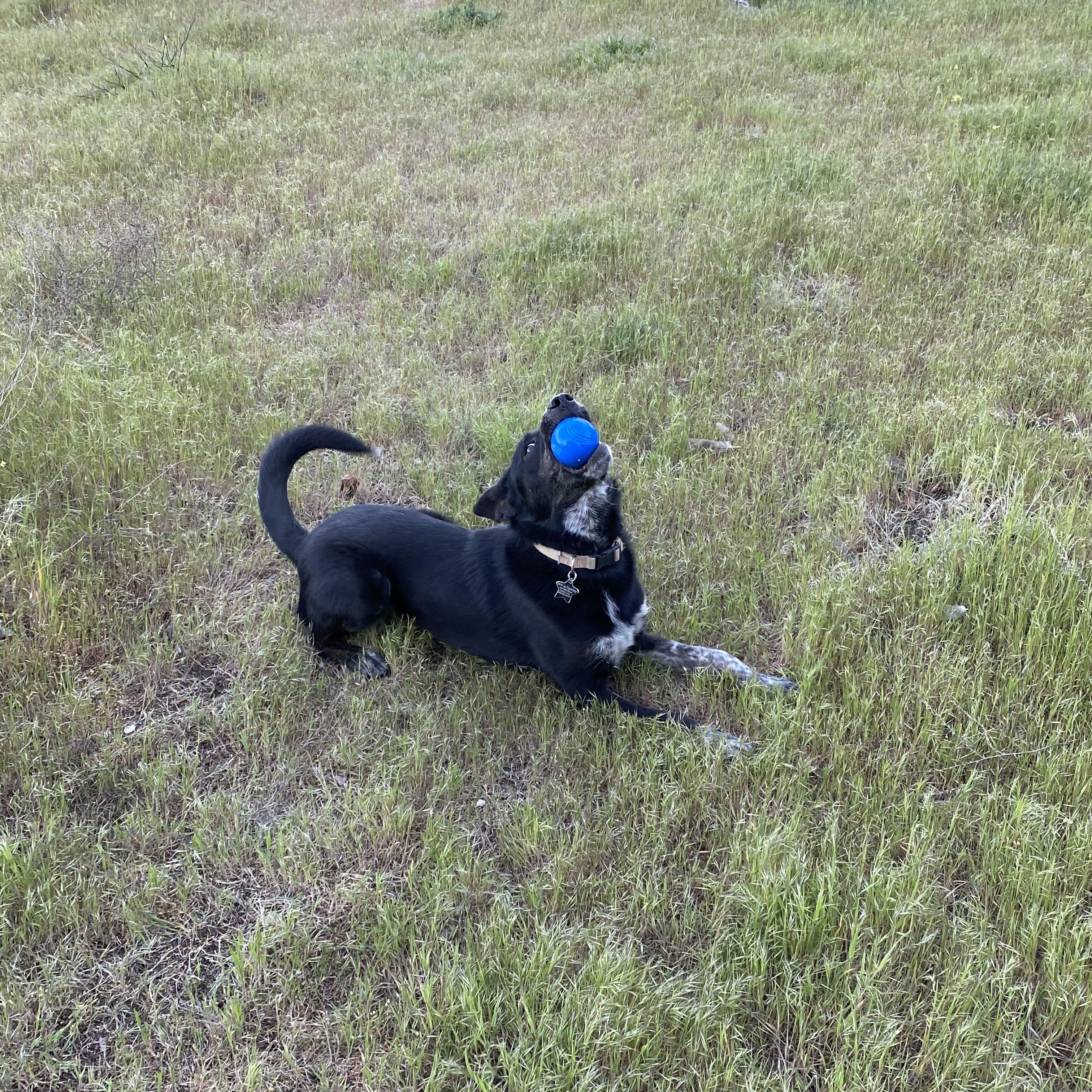 Enlarge Josie, an adoptable mixed breed in Pasco, WA image 4/6