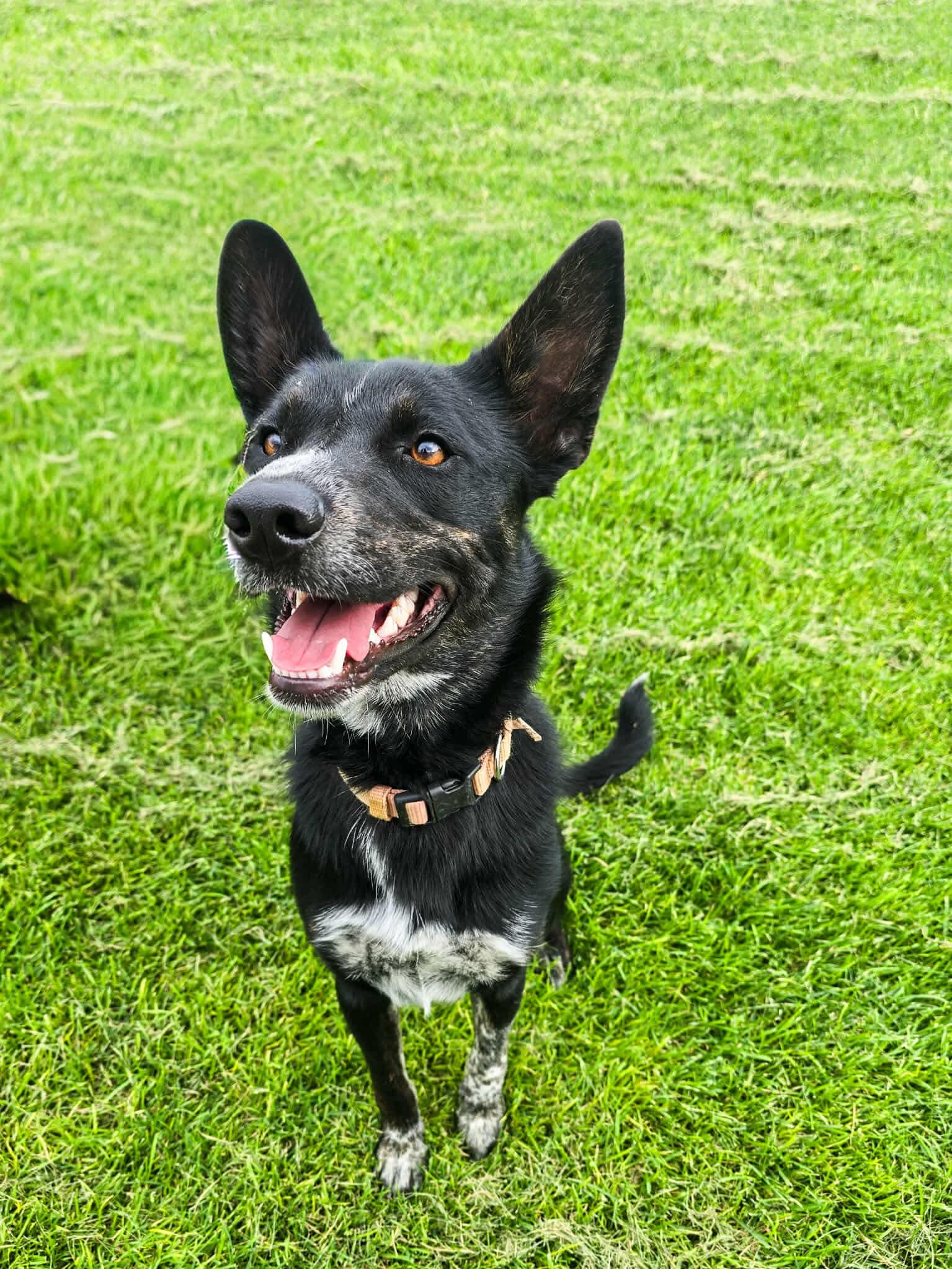 Enlarge Josie, an adoptable mixed breed in Pasco, WA image 6/6