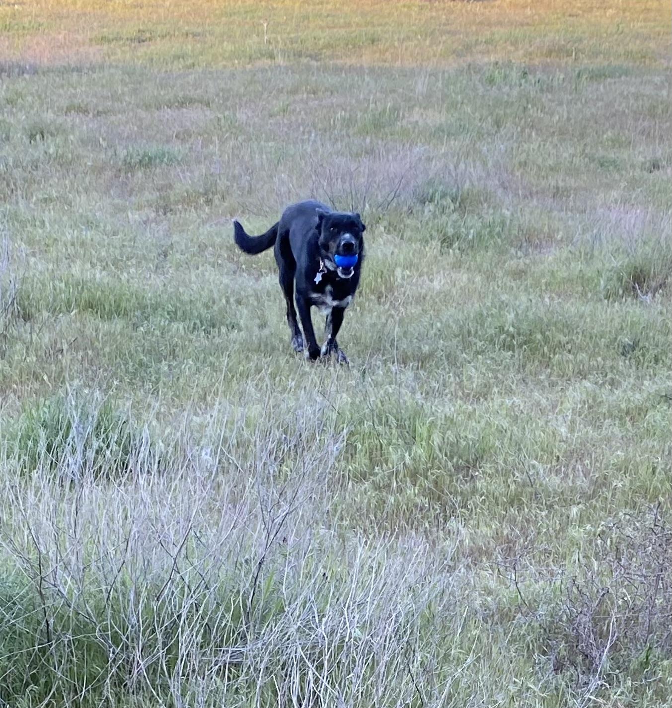Enlarge Josie, an adoptable mixed breed in Pasco, WA image 6/6