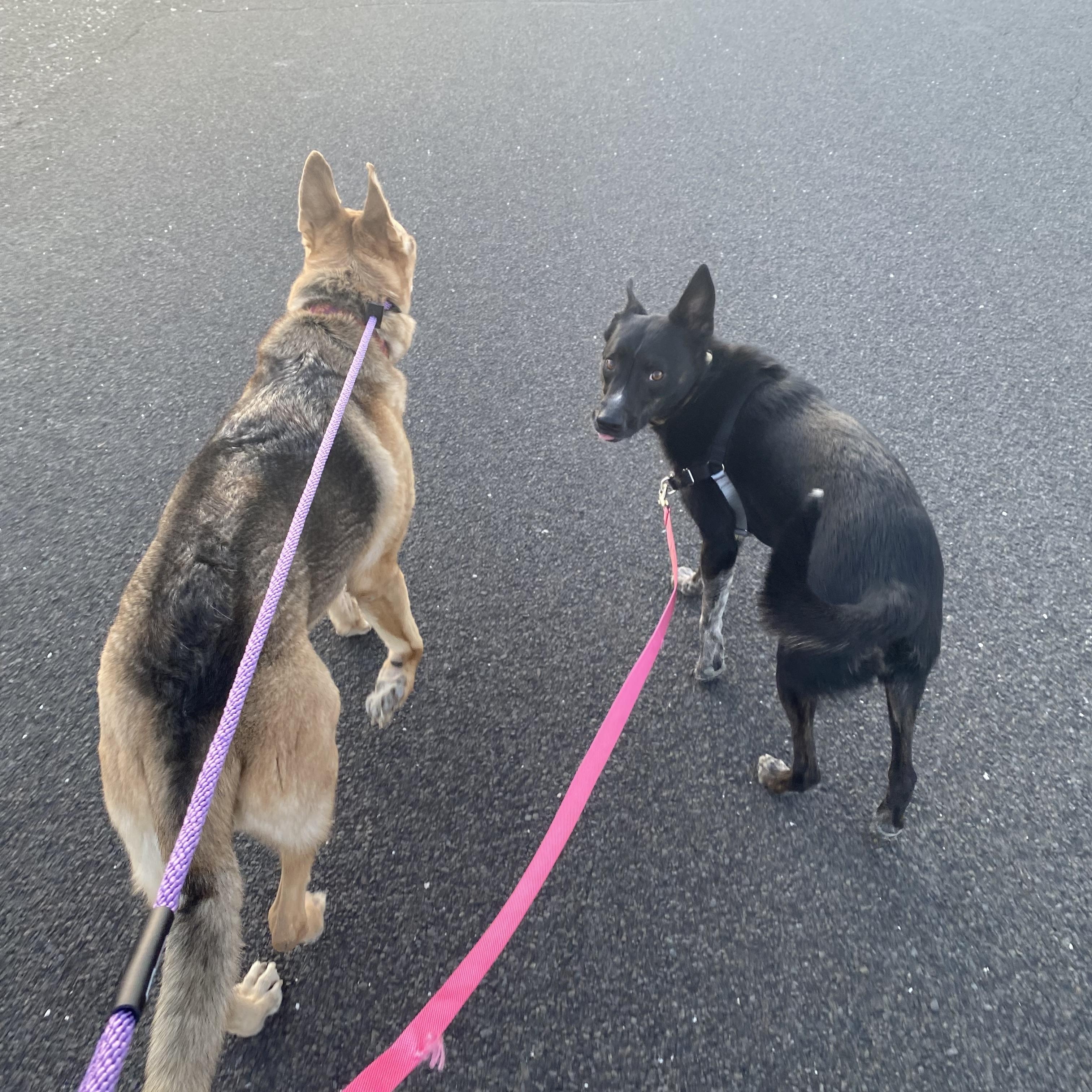 Josie, an adoptable mixed breed in Pasco, WA image 6/6
