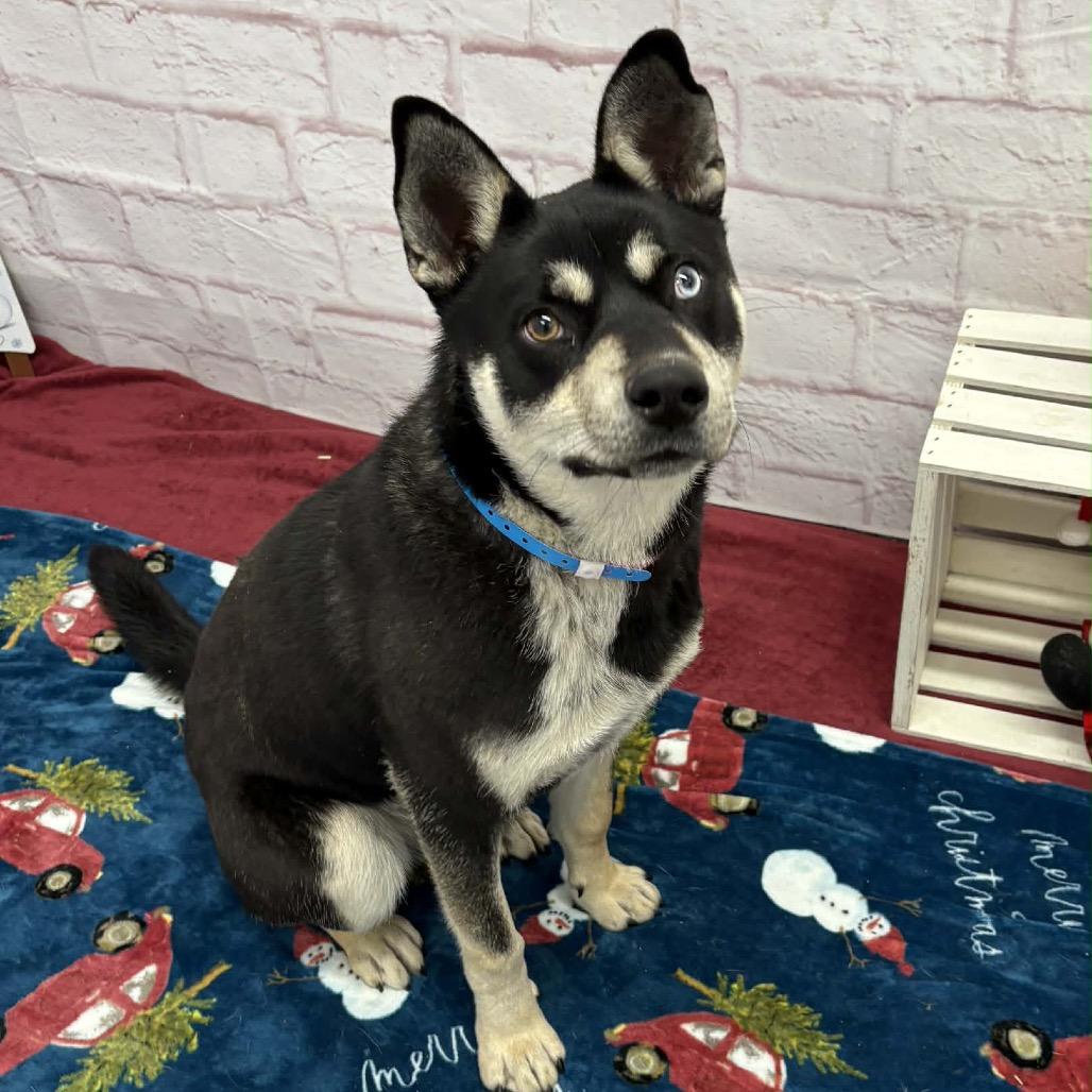 Chet, Adoptable, Young Male Husky.