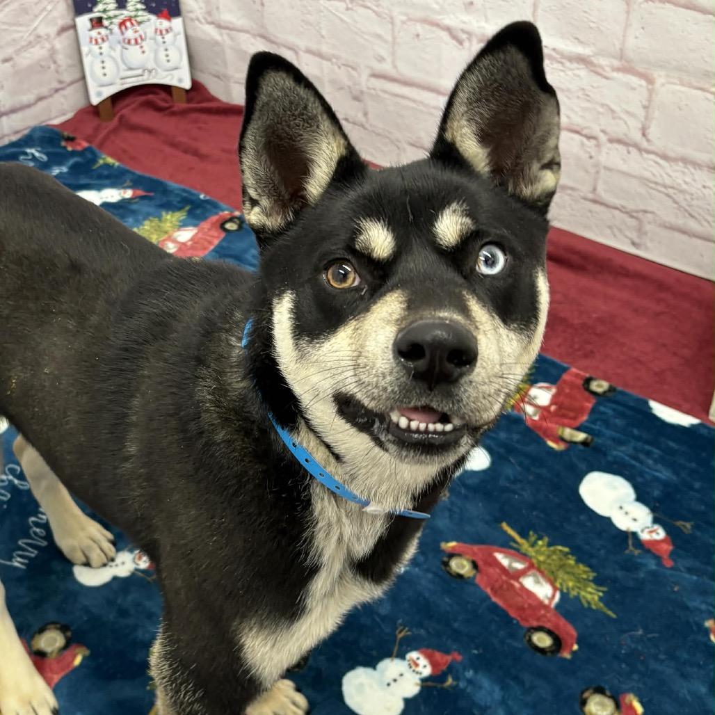 Enlarge Chet, a Adoptable Husky in Metamora, MI image 2/6