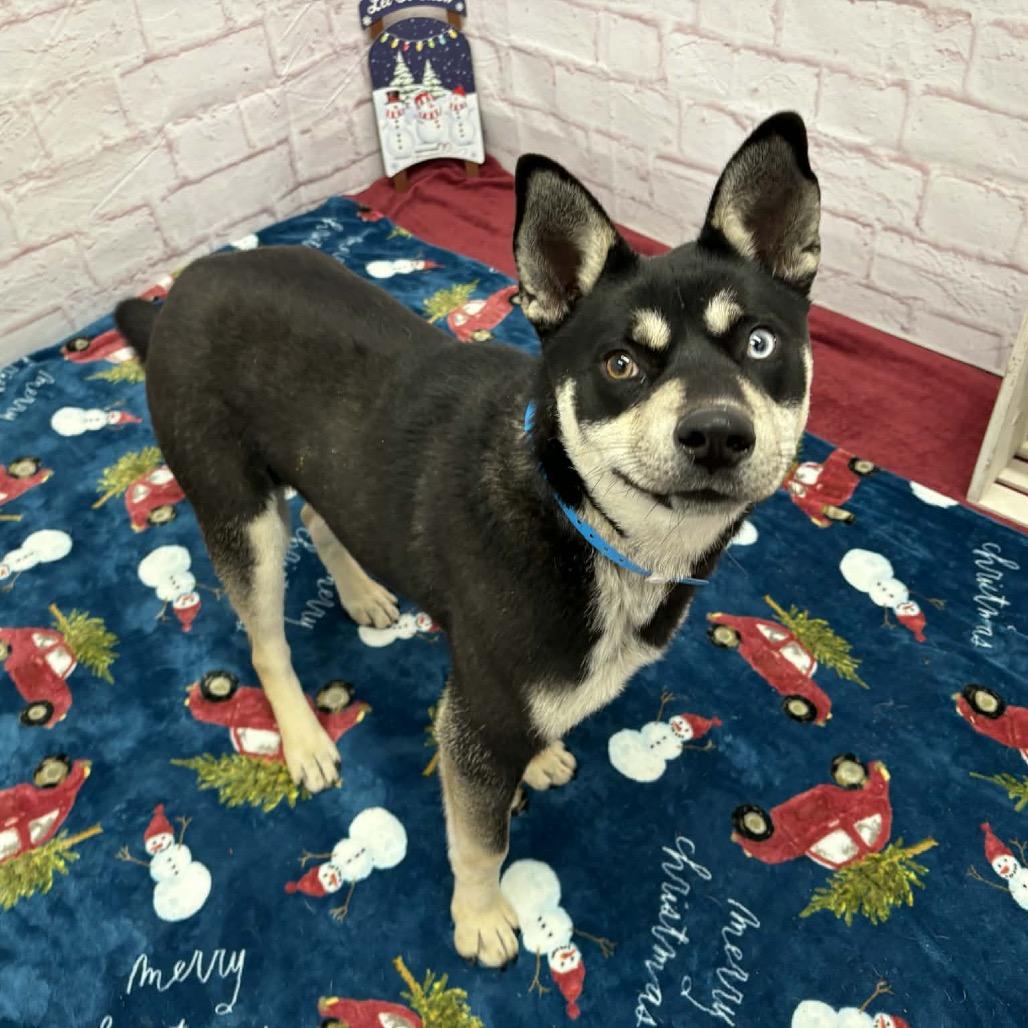 Enlarge Chet, a Adoptable Husky in Metamora, MI image 3/6