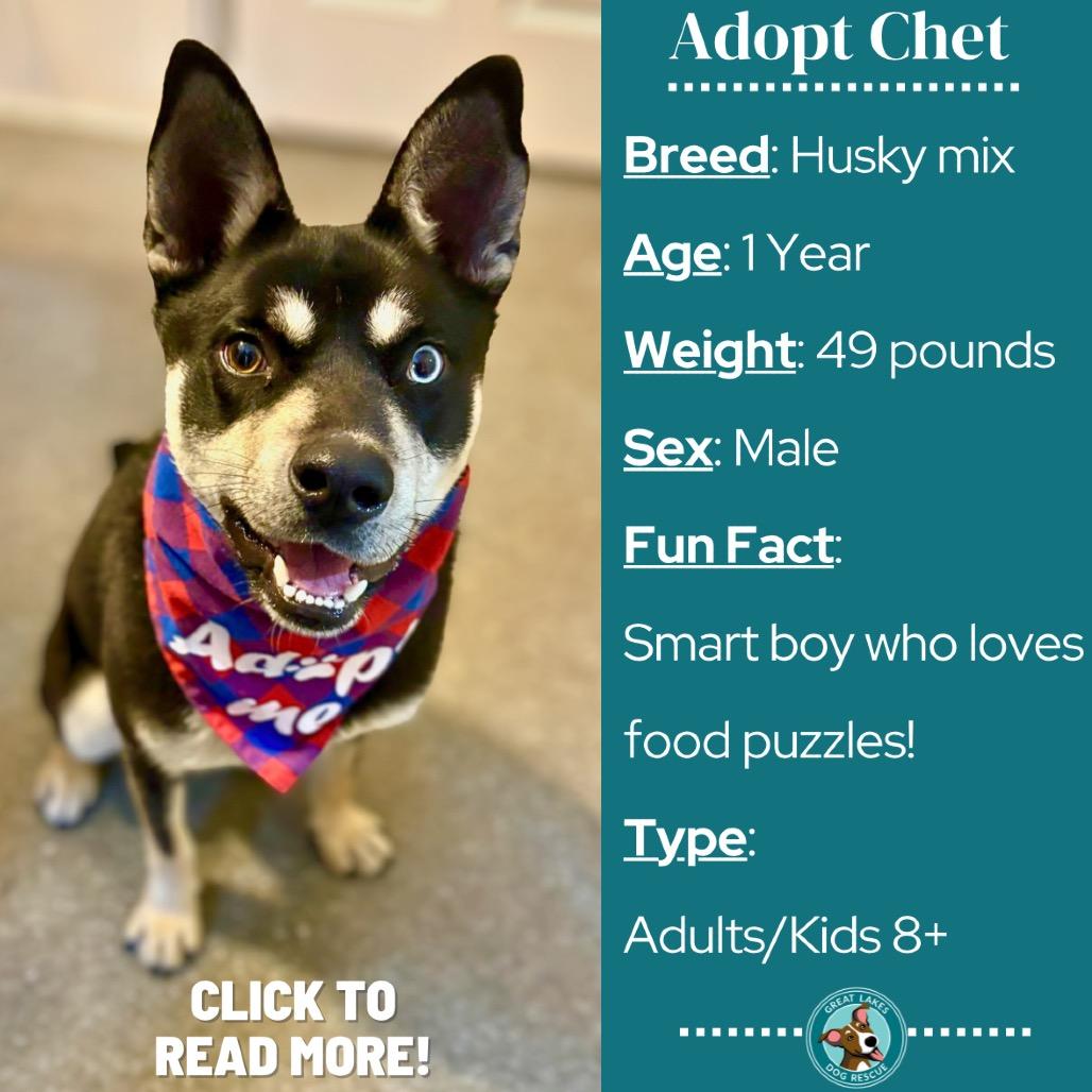 Enlarge Chet, a Adoptable Husky in Metamora, MI image 4/6