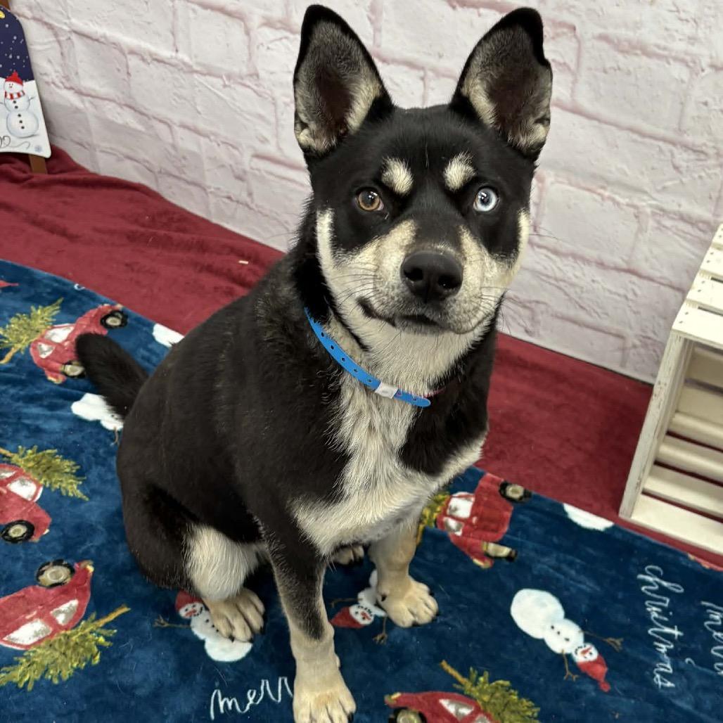 Enlarge Chet, a Adoptable Husky in Metamora, MI image 5/6