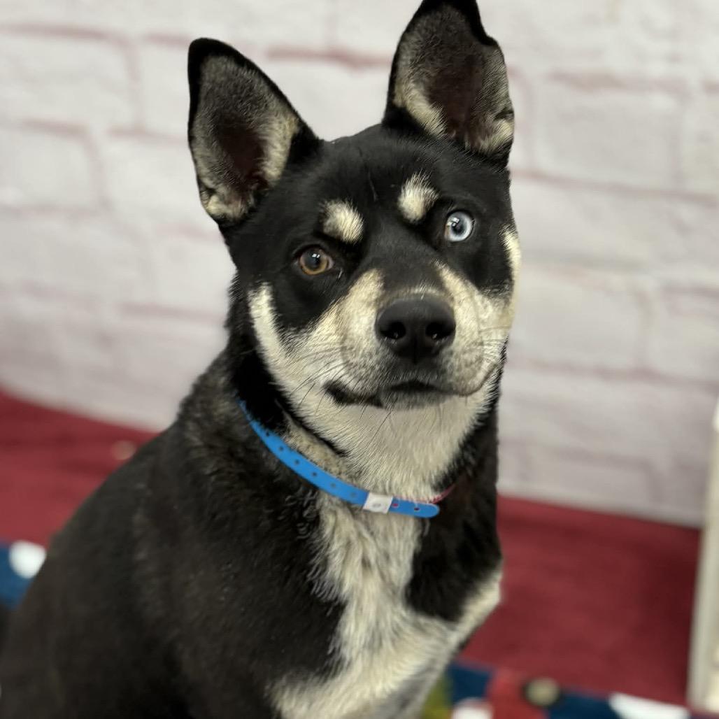 Enlarge Chet, a Adoptable Husky in Metamora, MI image 6/6