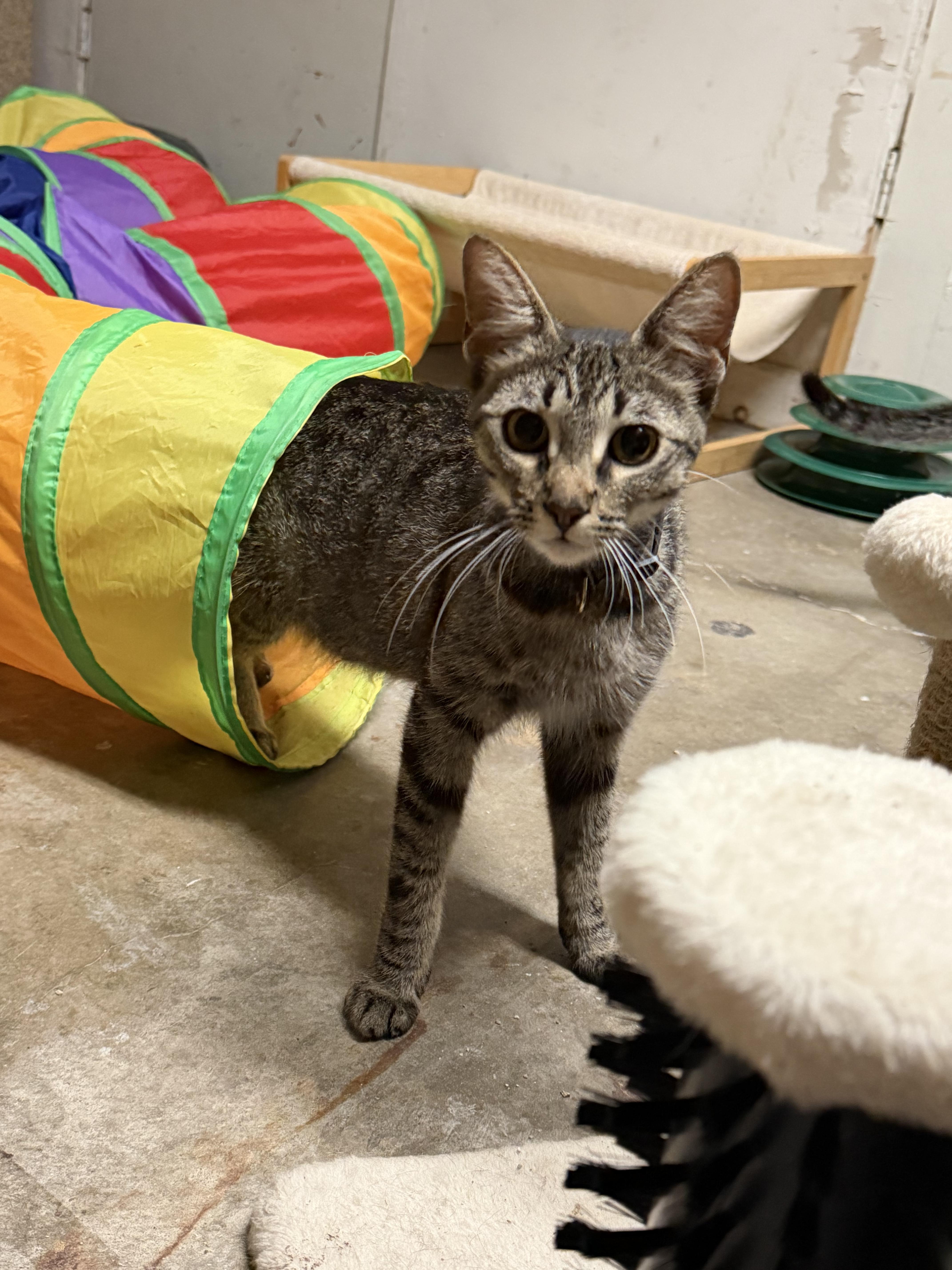 Enlarge Lil Bit, a Adoptable mixed breed in pasadena, CA image 5/5