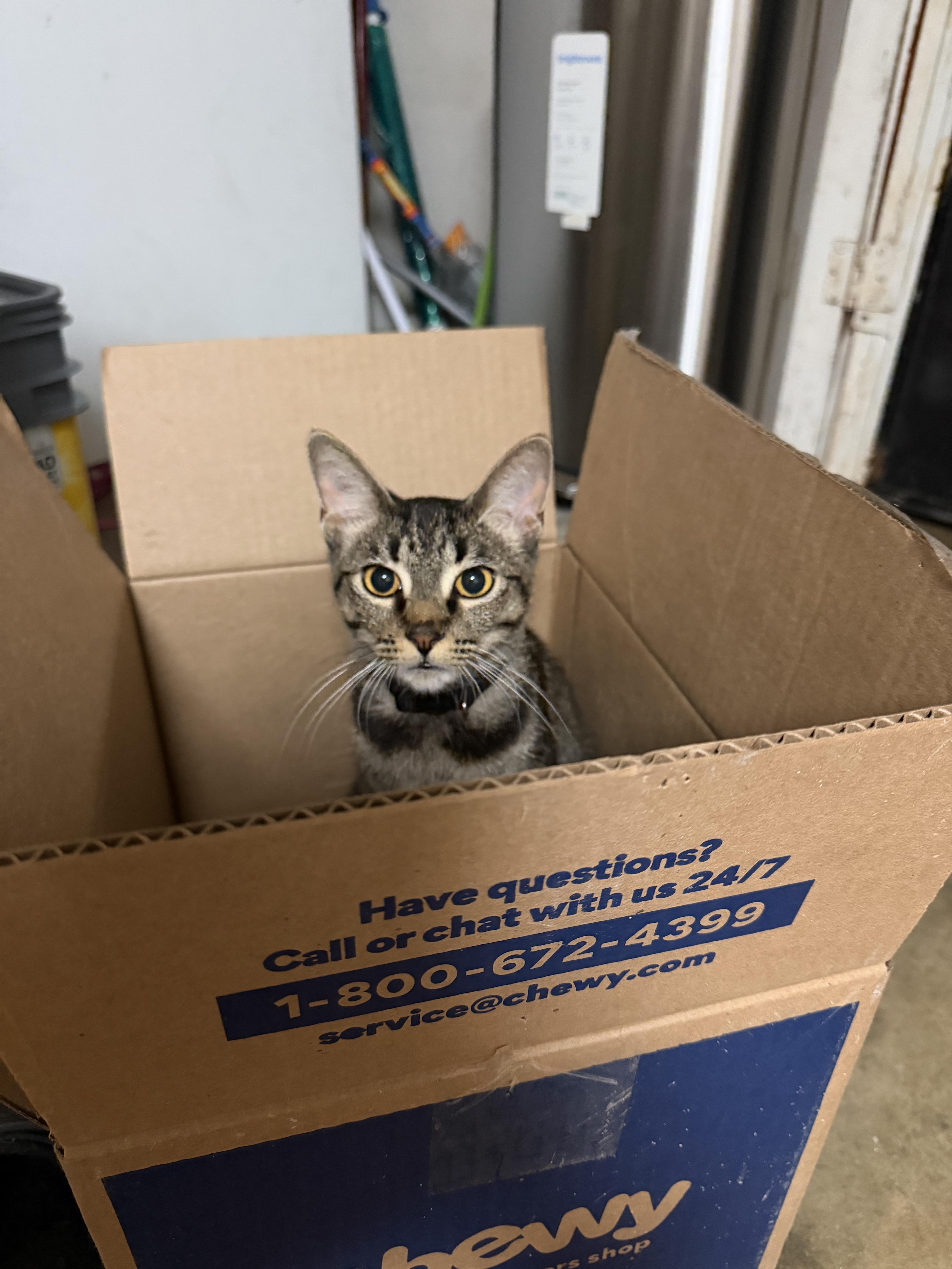Enlarge Lil Bit, a Adoptable mixed breed in pasadena, CA image 1/5