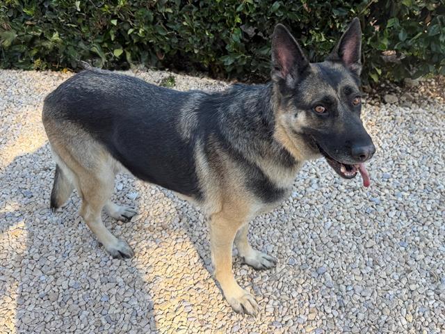 Raina, ADOPTABLE, Adult Female German Shepherd Dog.