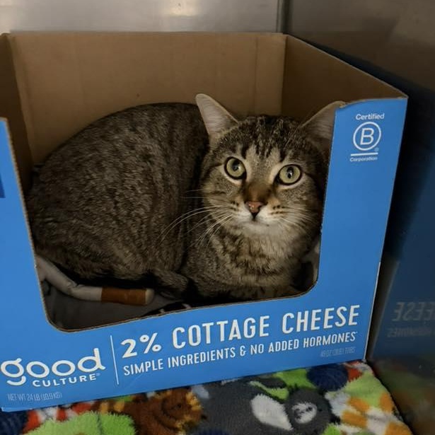Enlarge Knox, a ADOPTABLE Domestic Short Hair in Grand Rapids, MI image 2/6