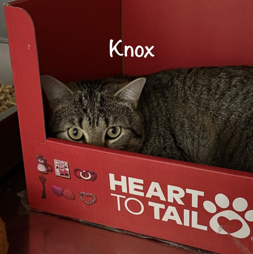 Enlarge Knox, a ADOPTABLE Domestic Short Hair in Grand Rapids, MI image 6/6