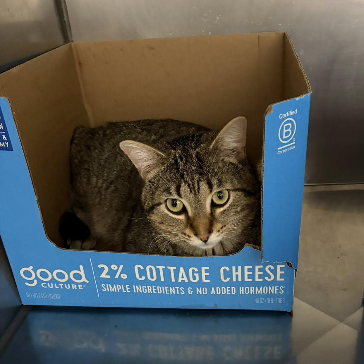 Enlarge Knox, a ADOPTABLE Domestic Short Hair in Grand Rapids, MI image 5/6