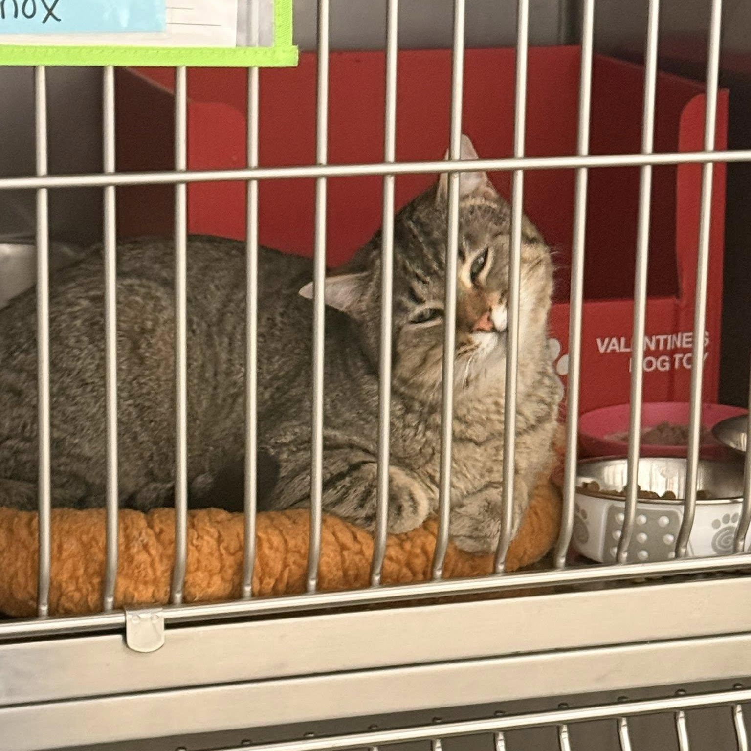 Enlarge Knox, a ADOPTABLE Domestic Short Hair in Grand Rapids, MI image 3/6