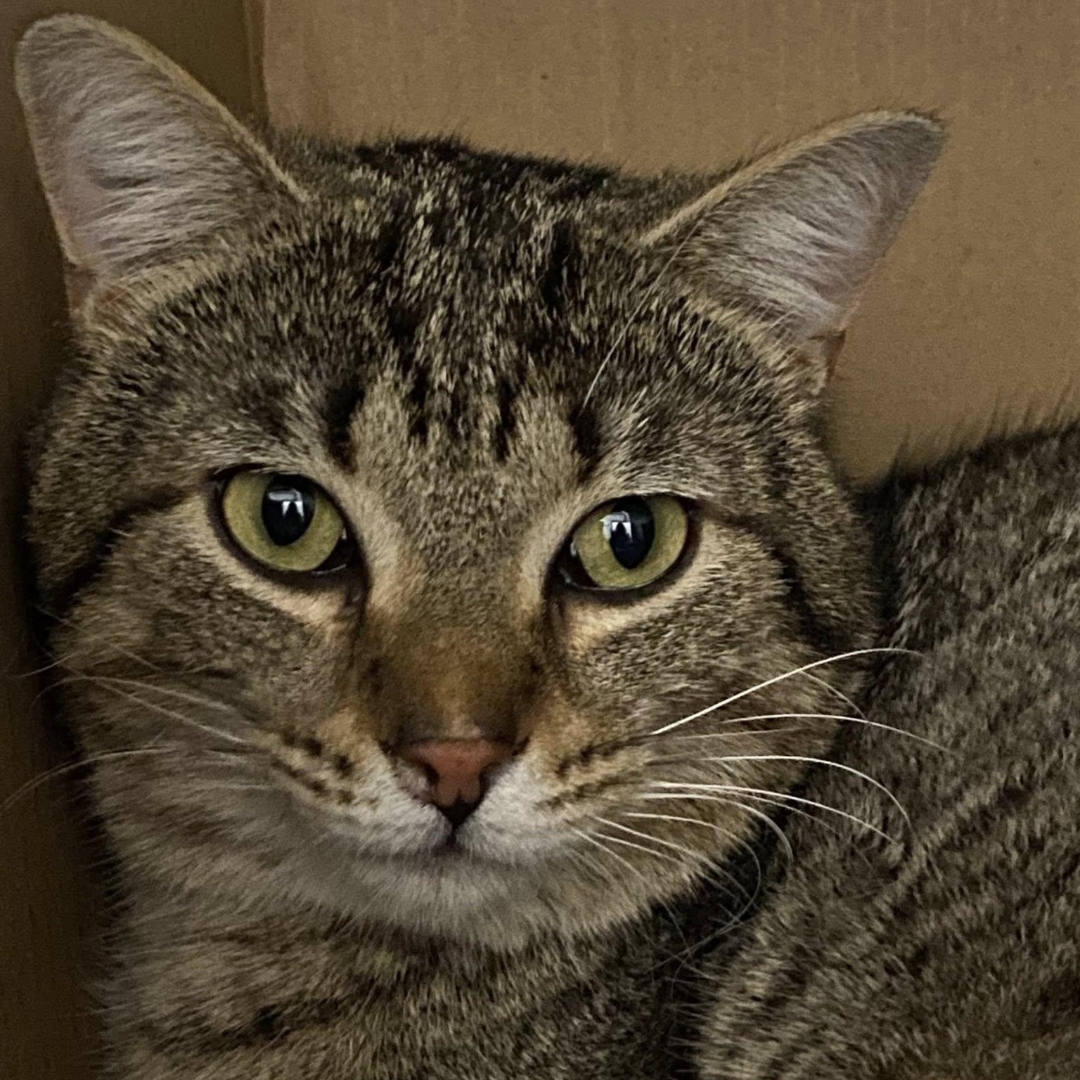 Enlarge Knox, a ADOPTABLE Domestic Short Hair in Grand Rapids, MI image 4/6