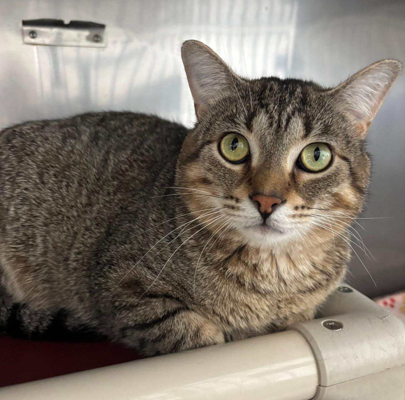 Enlarge Knox, a ADOPTABLE Domestic Short Hair in Grand Rapids, MI image 1/6