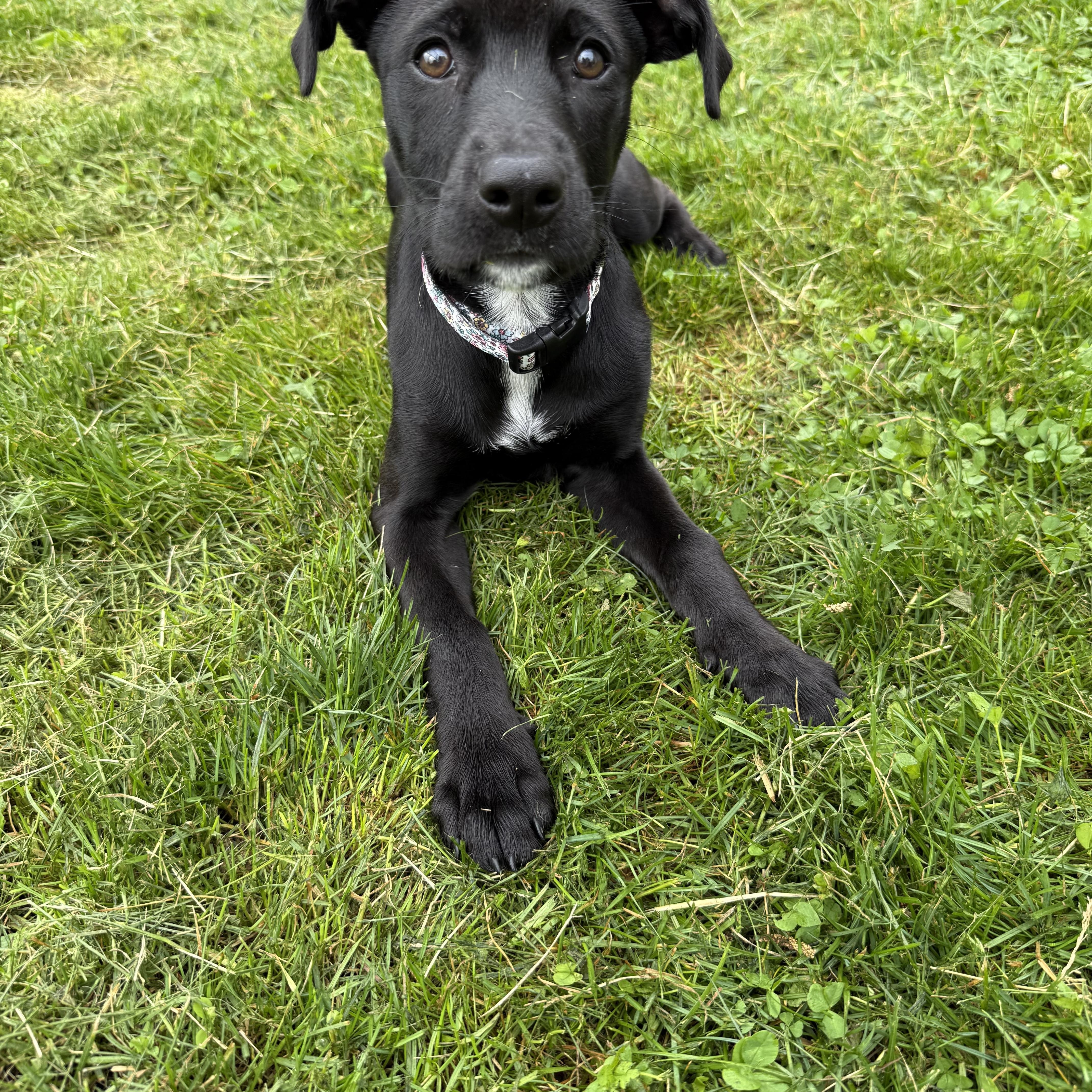 Cha Cha, an adopted mixed breed in Kutztown, PA image 2/3