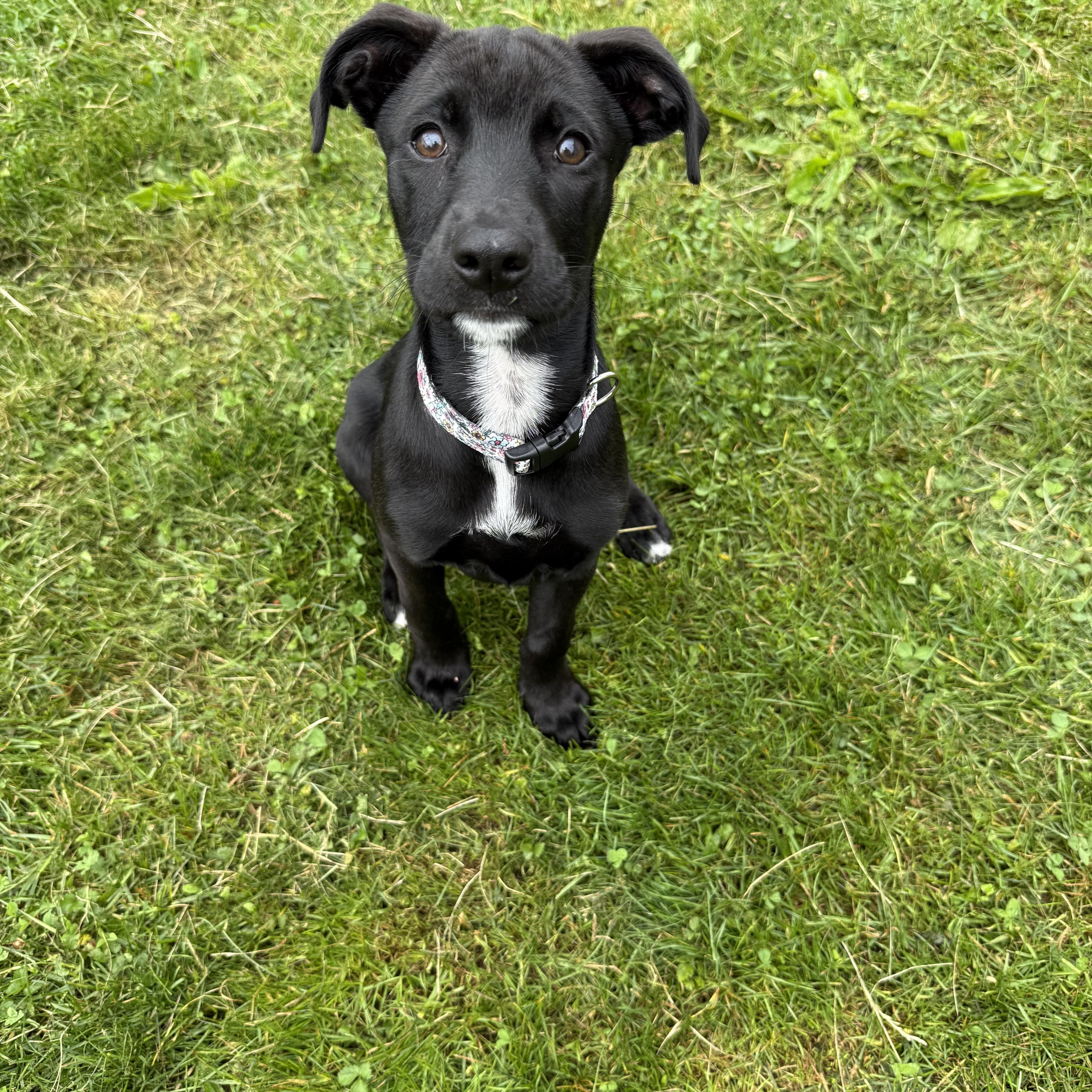 Cha Cha, an adopted mixed breed in Kutztown, PA image 3/3