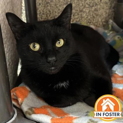 Princess Lolly, Adoptable, Adult Female Domestic Short Hair & Domestic Short Hair.