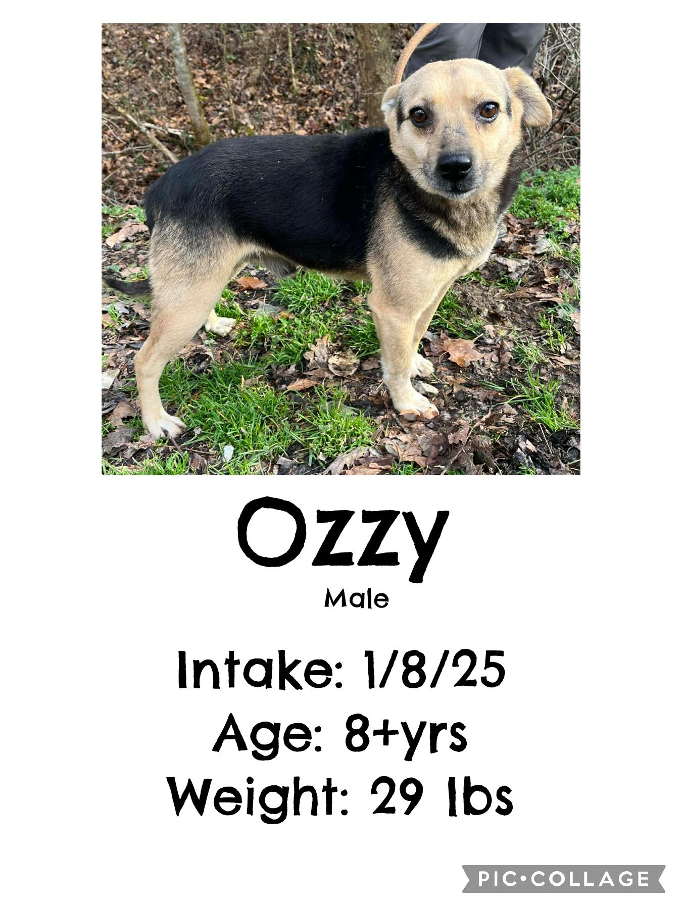 Ozzy, ADOPTABLE, Adult Male Shepherd.
