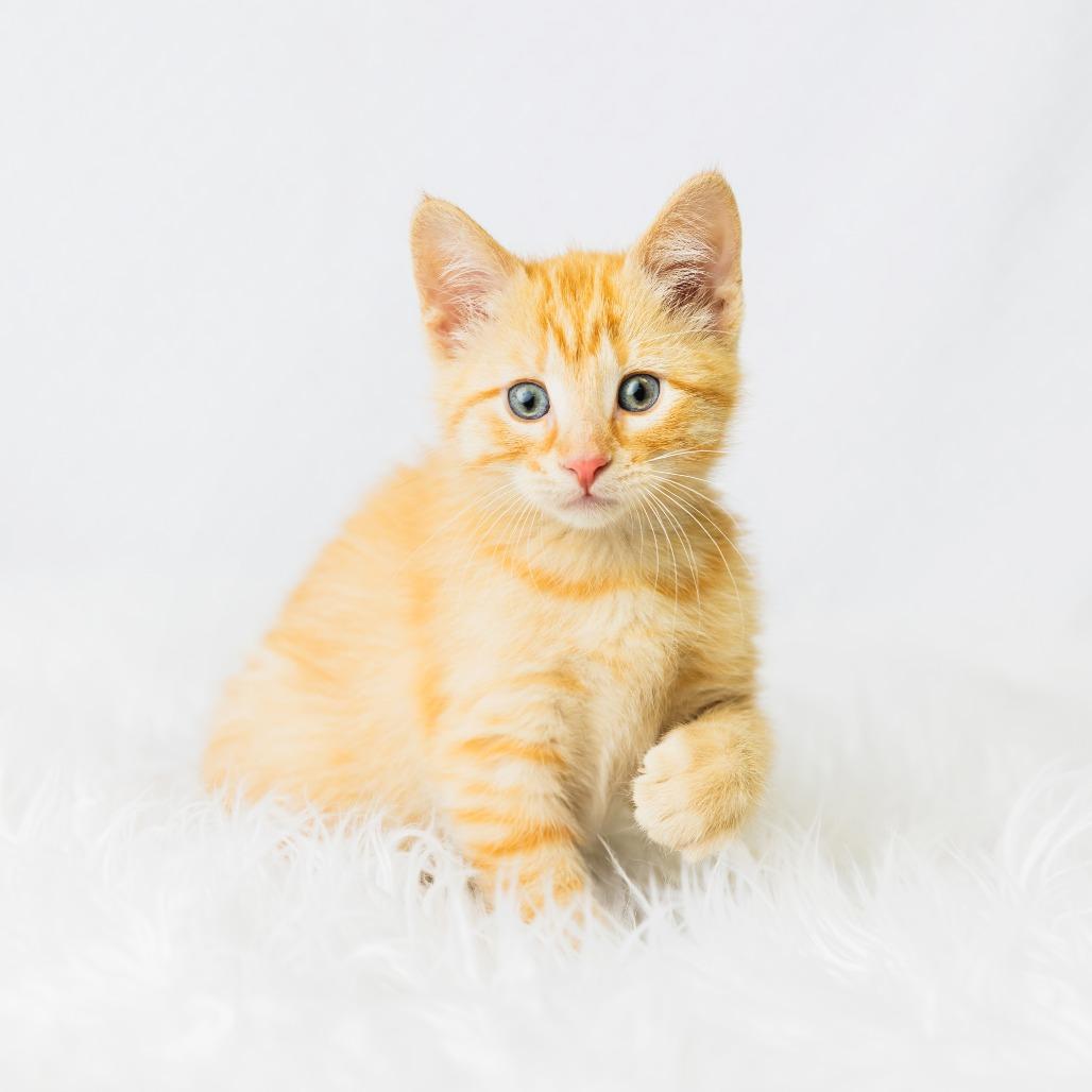 Symi, Adoptable, Kitten Male Domestic Short Hair.