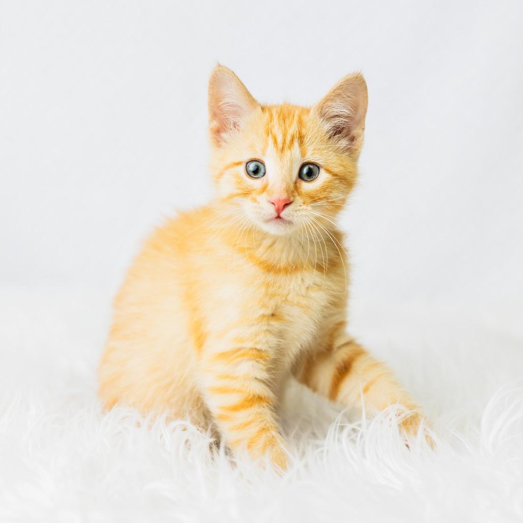 Symi, a Adoptable Domestic Short Hair in St. Paul, MN image 2/5