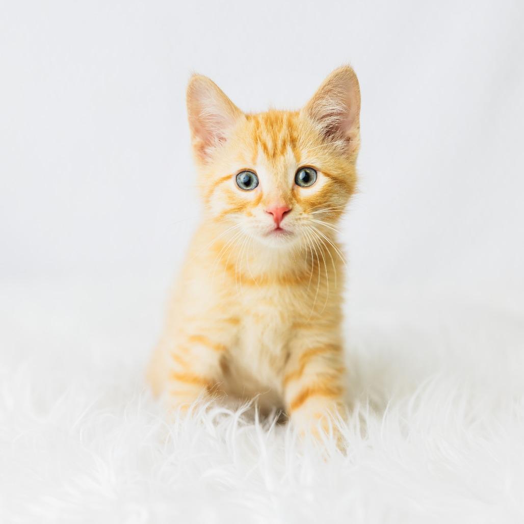 Symi, a Adoptable Domestic Short Hair in St. Paul, MN image 3/5