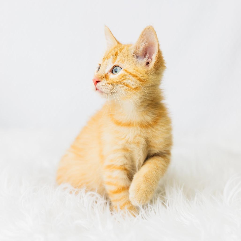 Symi, a Adoptable Domestic Short Hair in St. Paul, MN image 4/5