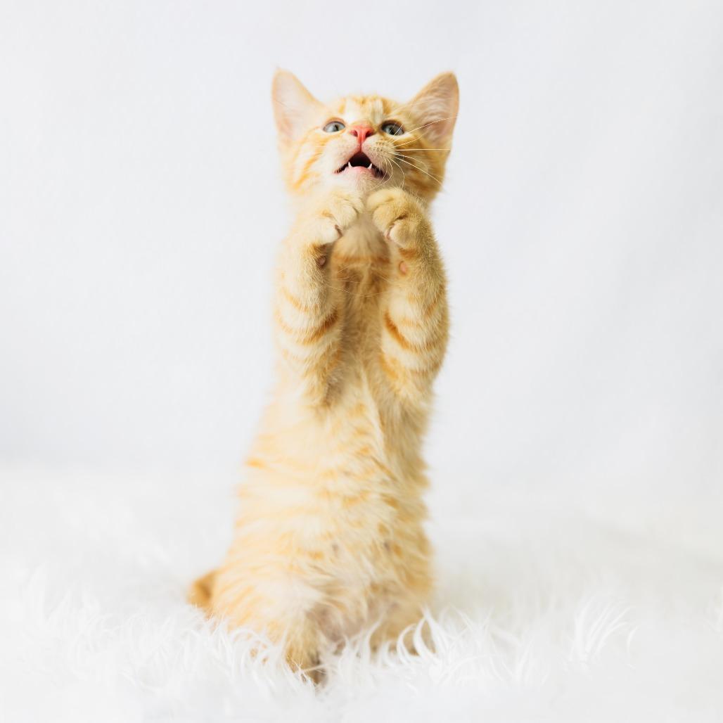 Symi, a Adoptable Domestic Short Hair in St. Paul, MN image 5/5