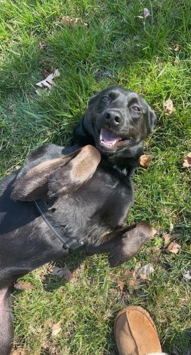 Enlarge Jesse, a Adoptable mixed breed in Milford, NJ image 1/5