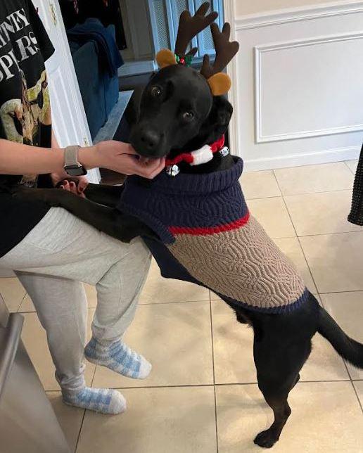 Enlarge Jesse, a Adoptable mixed breed in Milford, NJ image 3/5